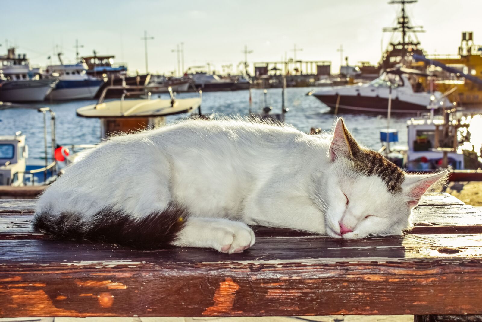 Nikon D3300 sample photo. Cat, sleeping, outdoor photography