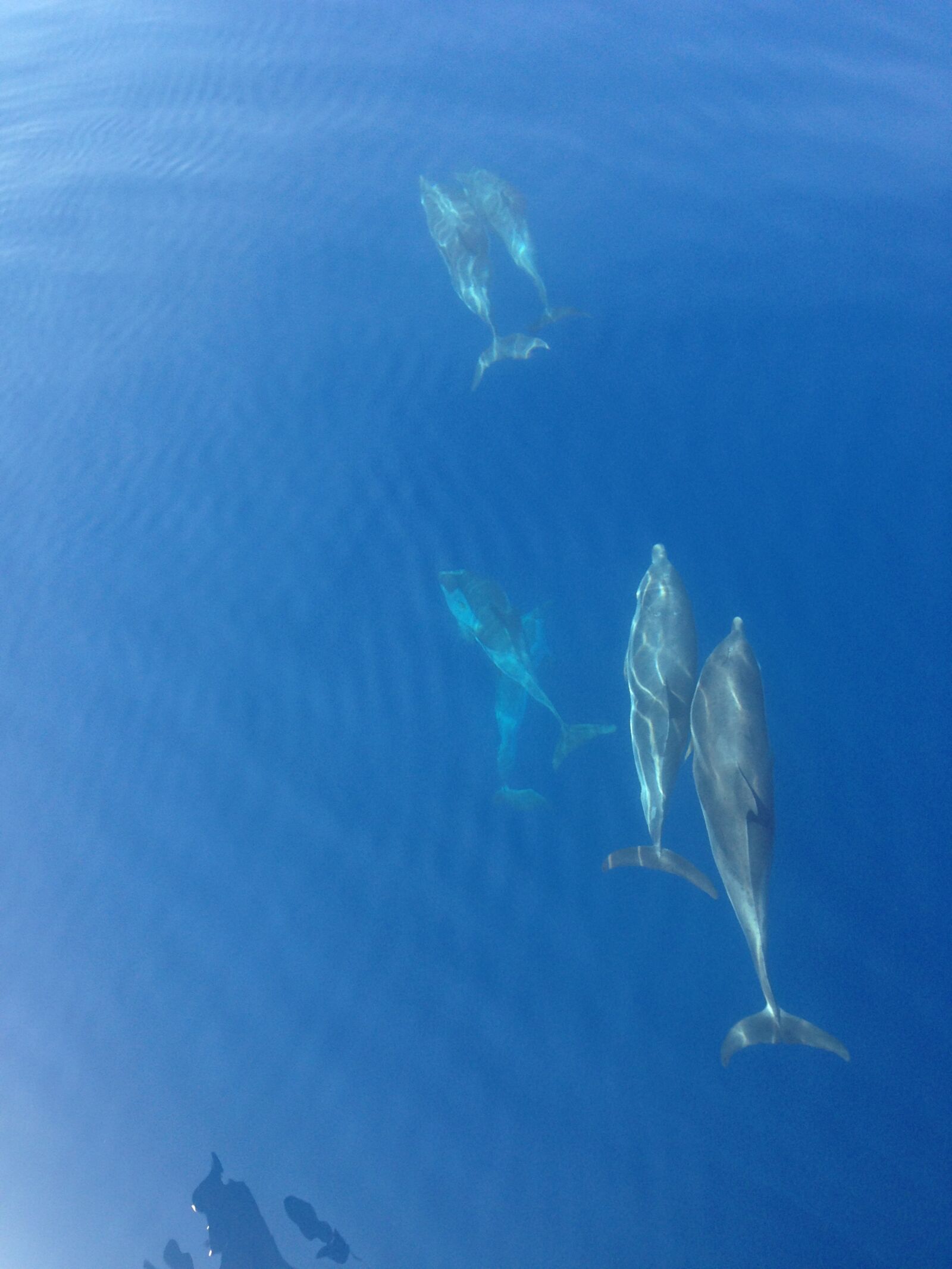 iPhone 5 back camera 4.12mm f/2.4 sample photo. Dolphin, ocean, blue photography