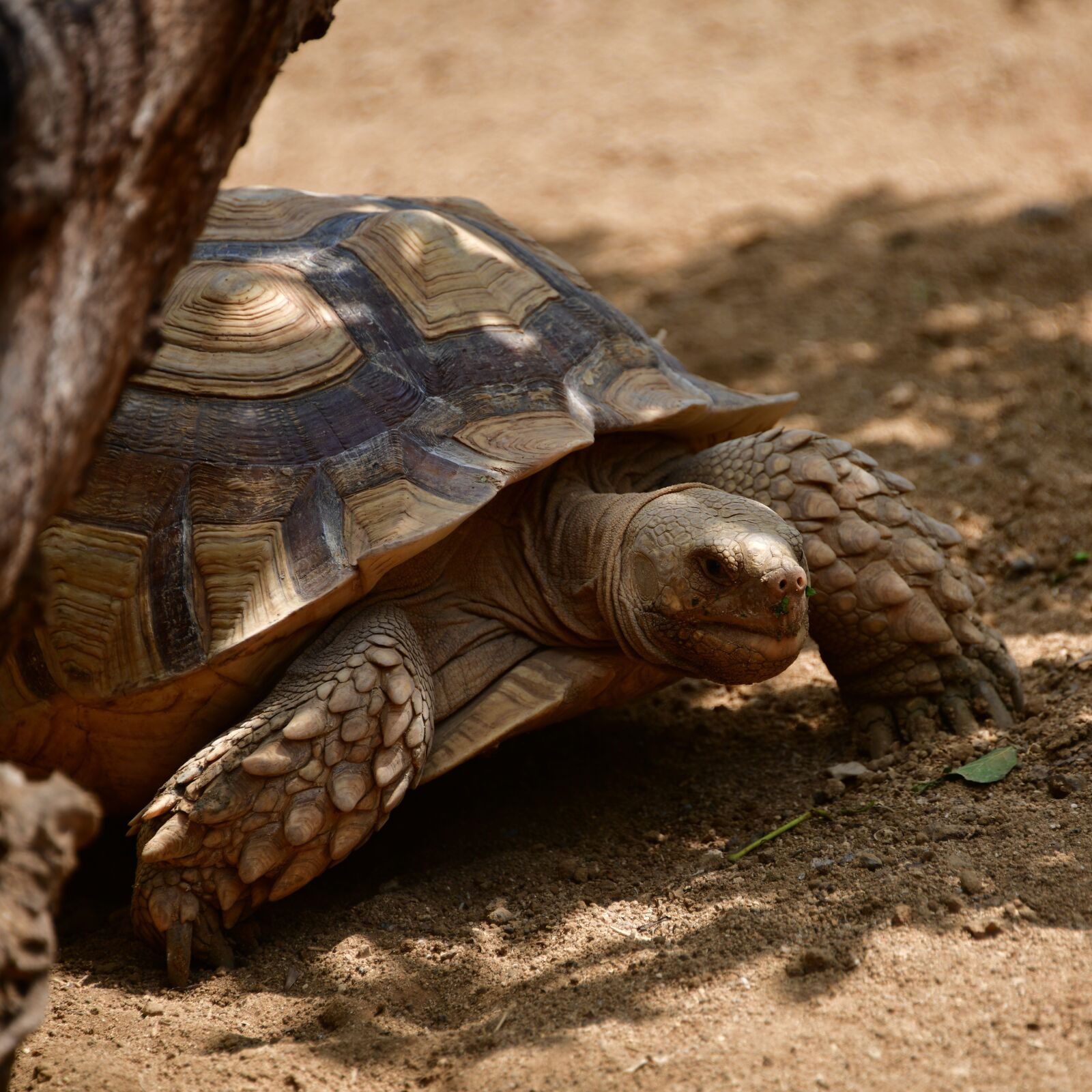Nikon D850 sample photo. Tortoise, shell, reptile photography