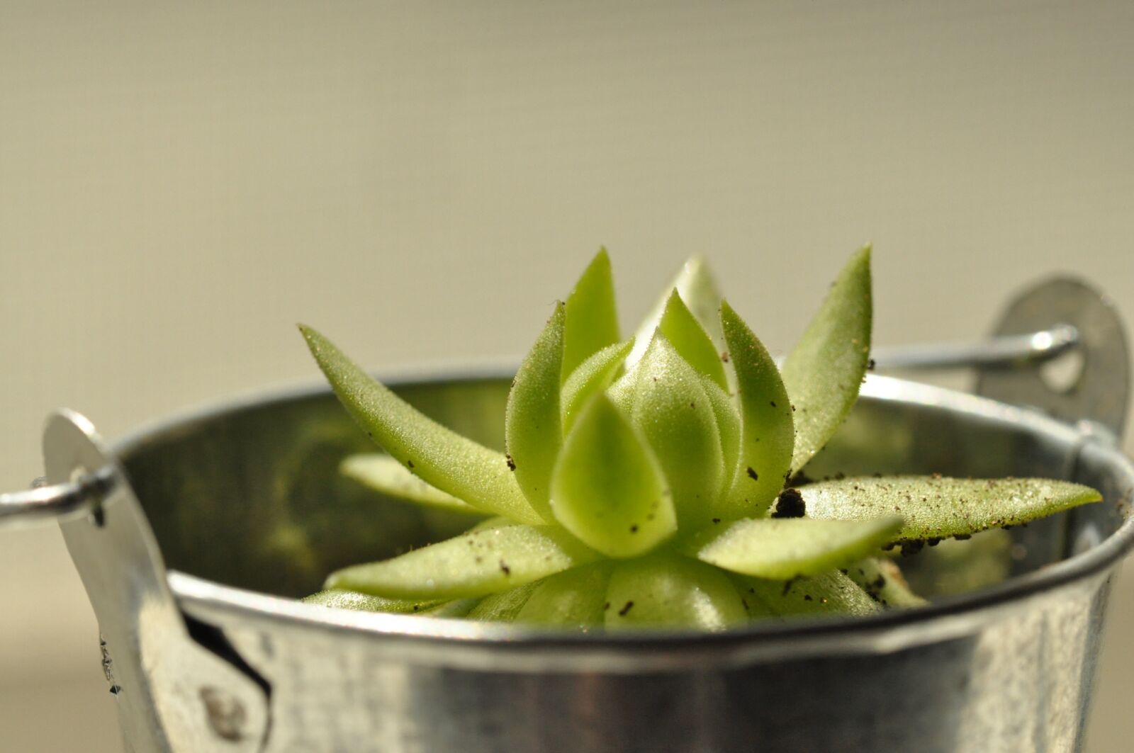 Nikon D90 sample photo. Succulent, green, plant photography