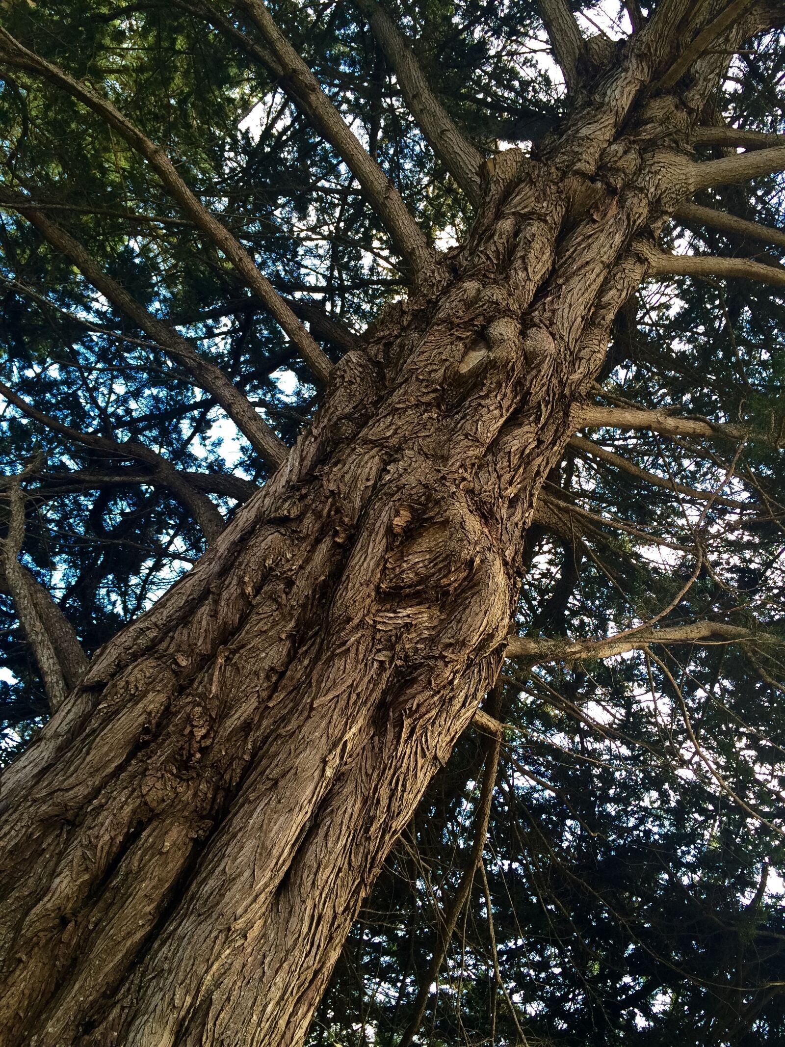Apple iPhone 5s sample photo. Tree, bark, branches photography
