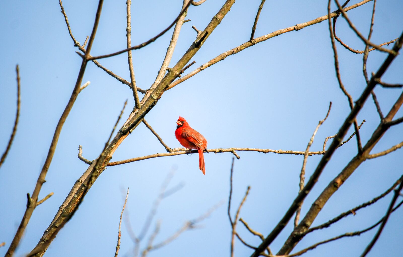 Canon EOS 700D (EOS Rebel T5i / EOS Kiss X7i) sample photo. Tree, bird, nature photography