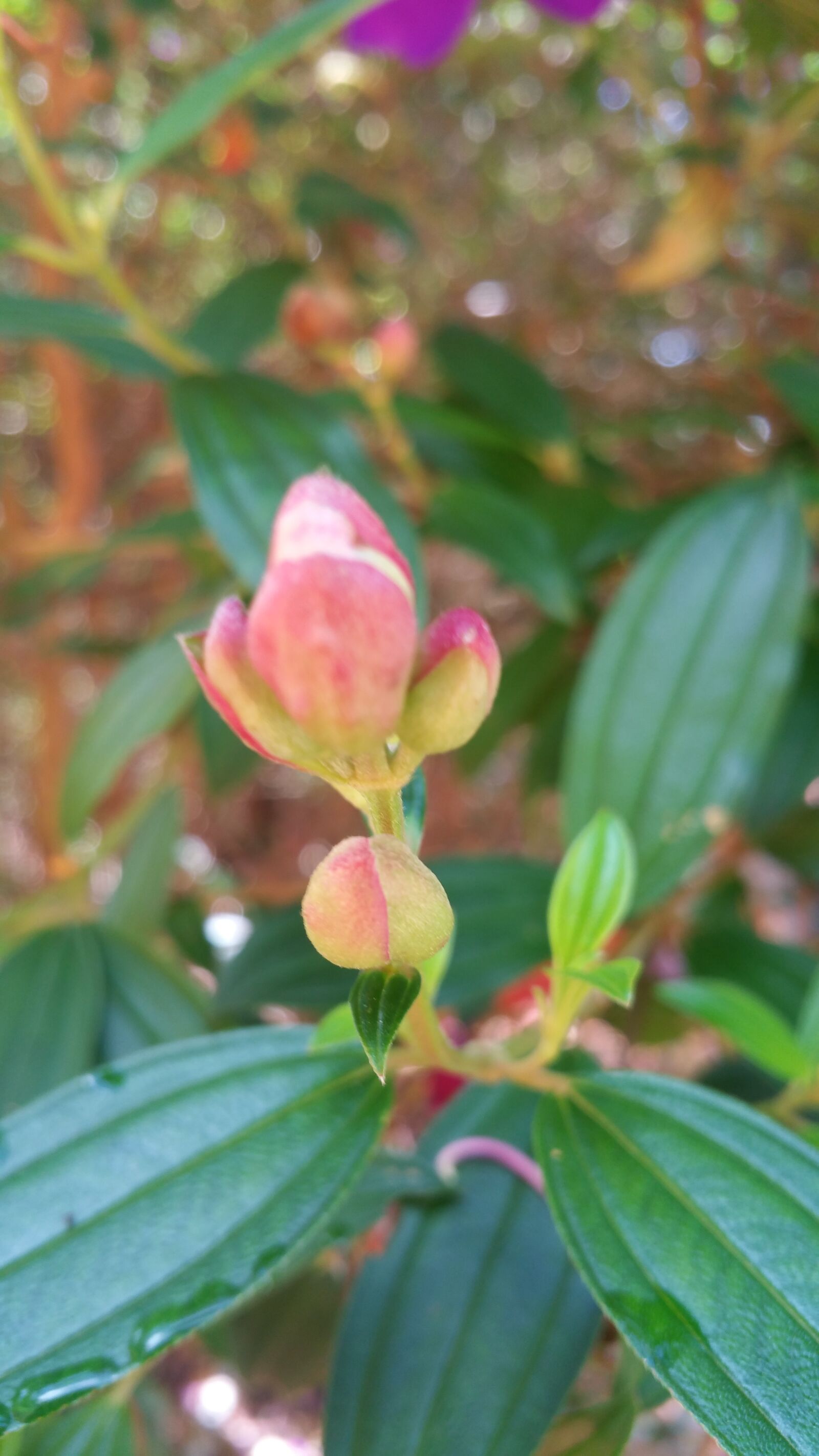 Samsung Galaxy Note4 sample photo