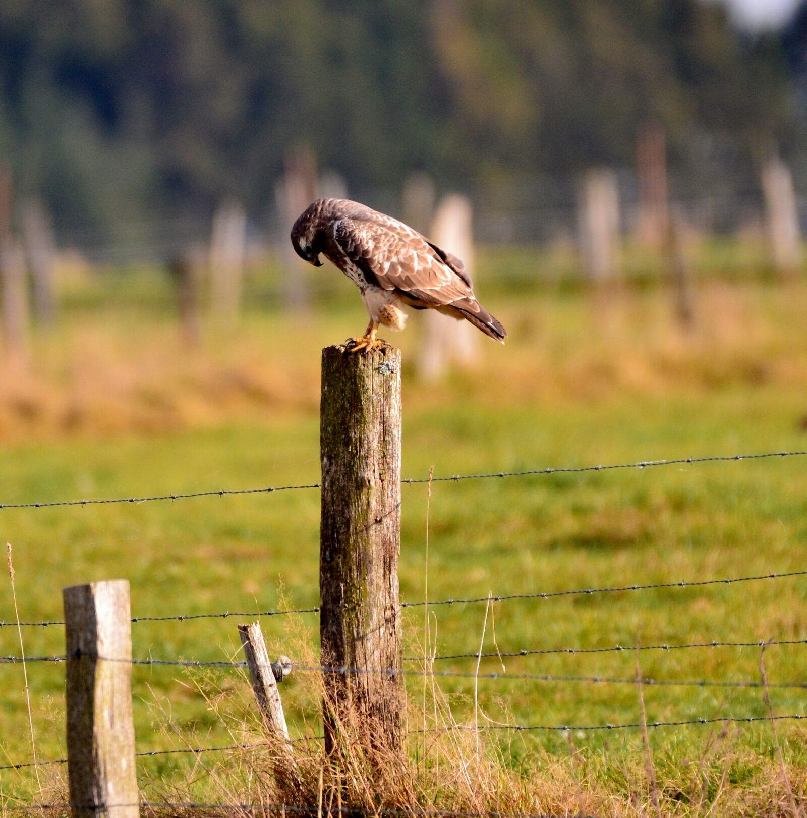 Nikon D600 sample photo. Bird of prey, common photography