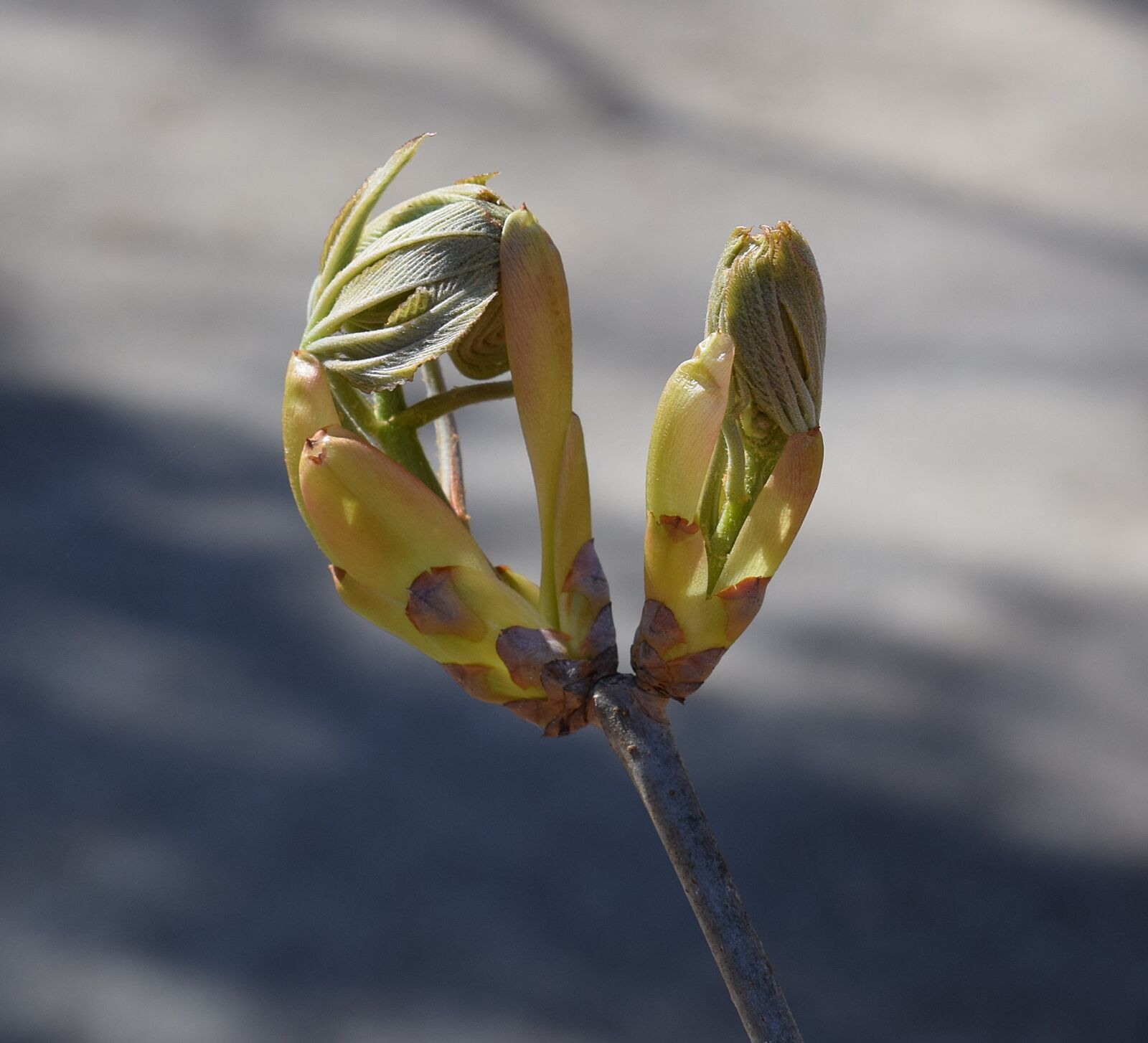 Nikon D3300 sample photo. Japanese chestnut leaves opening photography