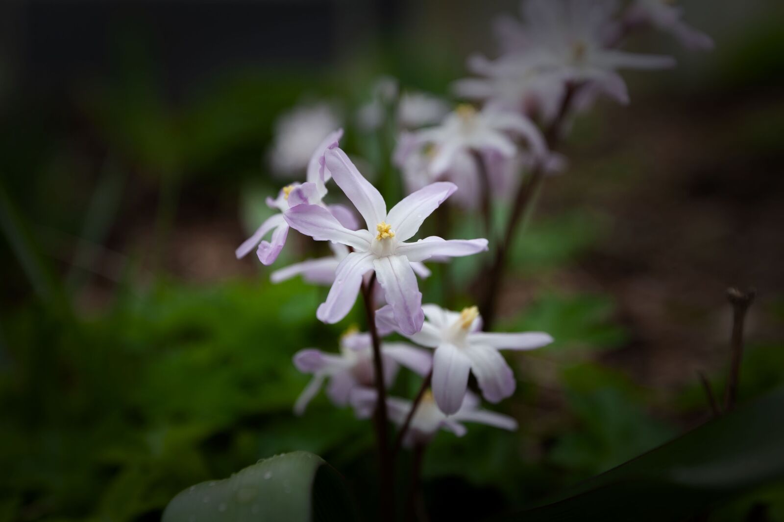 Canon EOS-1D Mark III sample photo. Flower, nature, plant photography