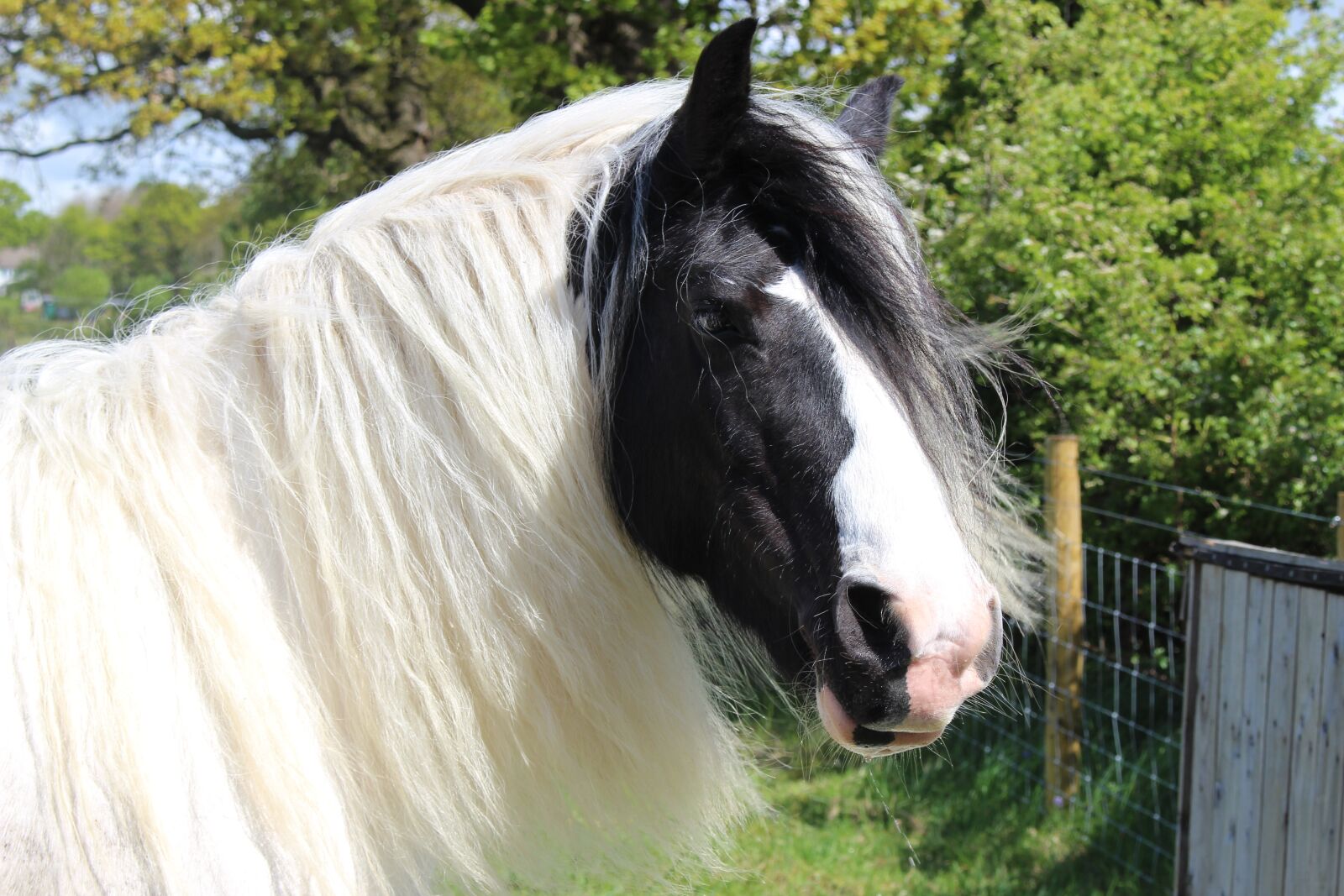 Canon EOS 100D (EOS Rebel SL1 / EOS Kiss X7) sample photo. Shire, horse, otley photography