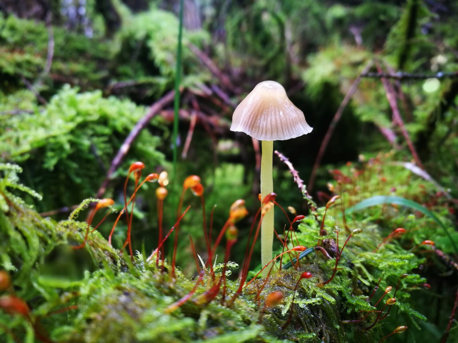 HUAWEI P9 sample photo. Nature, mushroom, plant photography