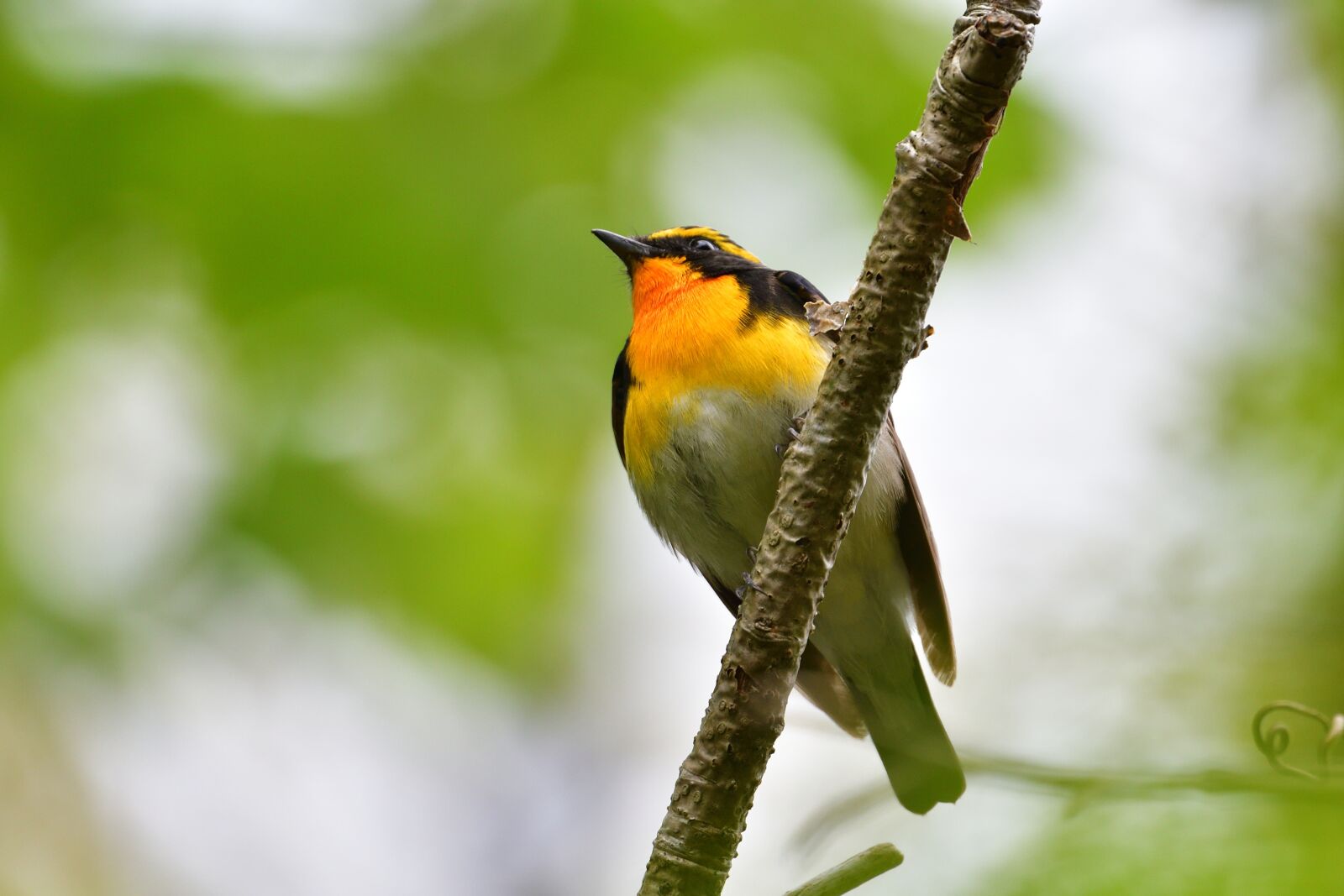 Nikon D500 sample photo. Natural, outdoors, wild animals photography