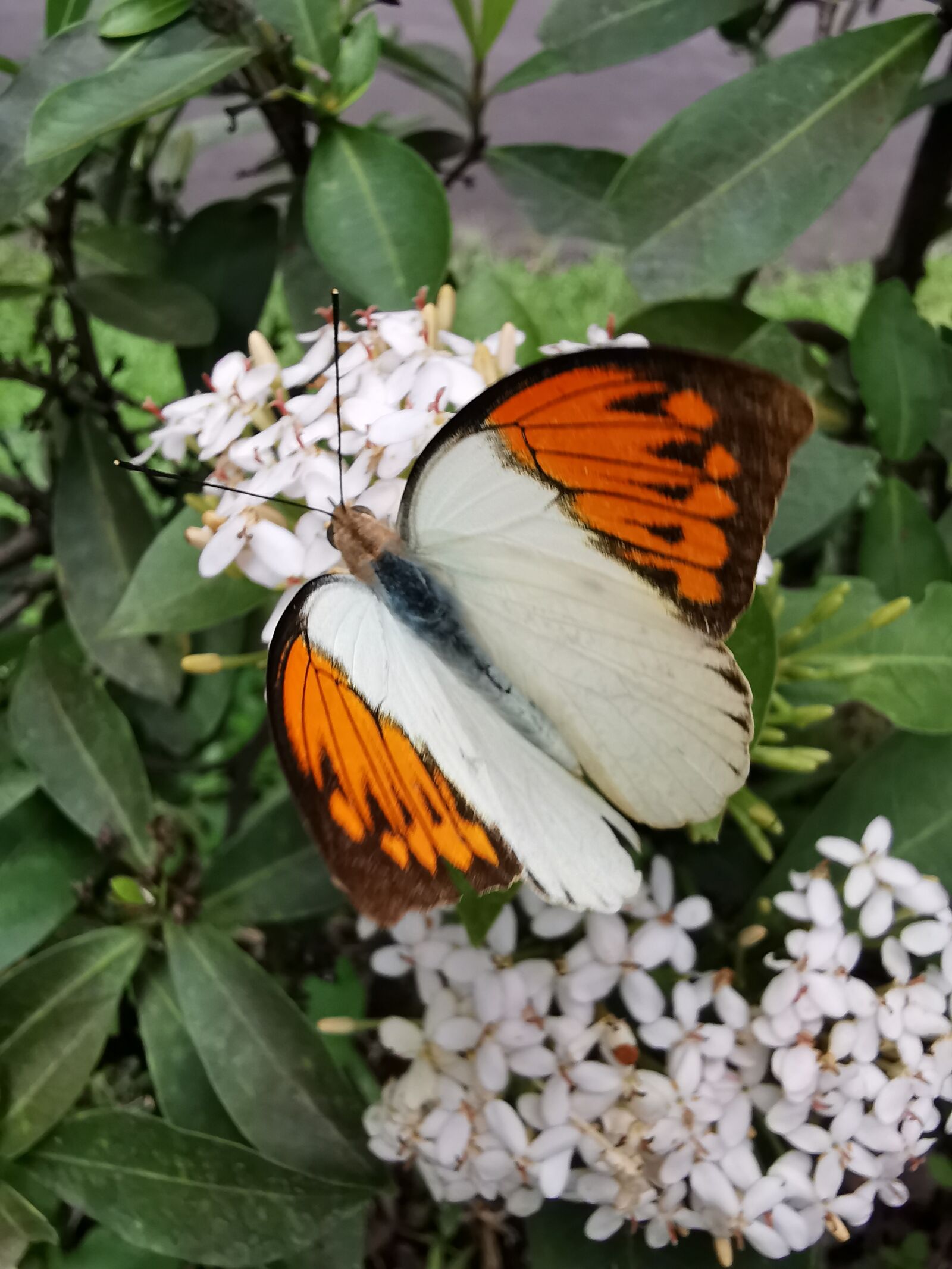 HUAWEI P30 Pro sample photo. Butterfly, insect, nature photography