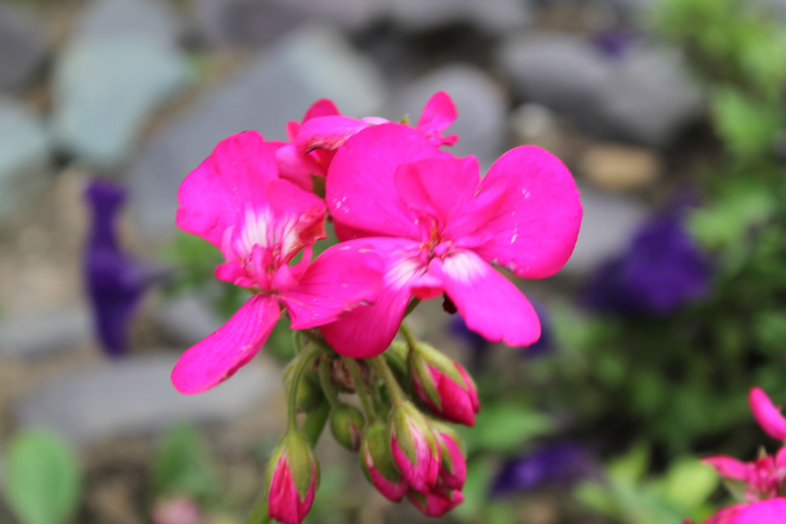 Canon EOS 1100D (EOS Rebel T3 / EOS Kiss X50) sample photo. Macro, macro, photo, pink photography