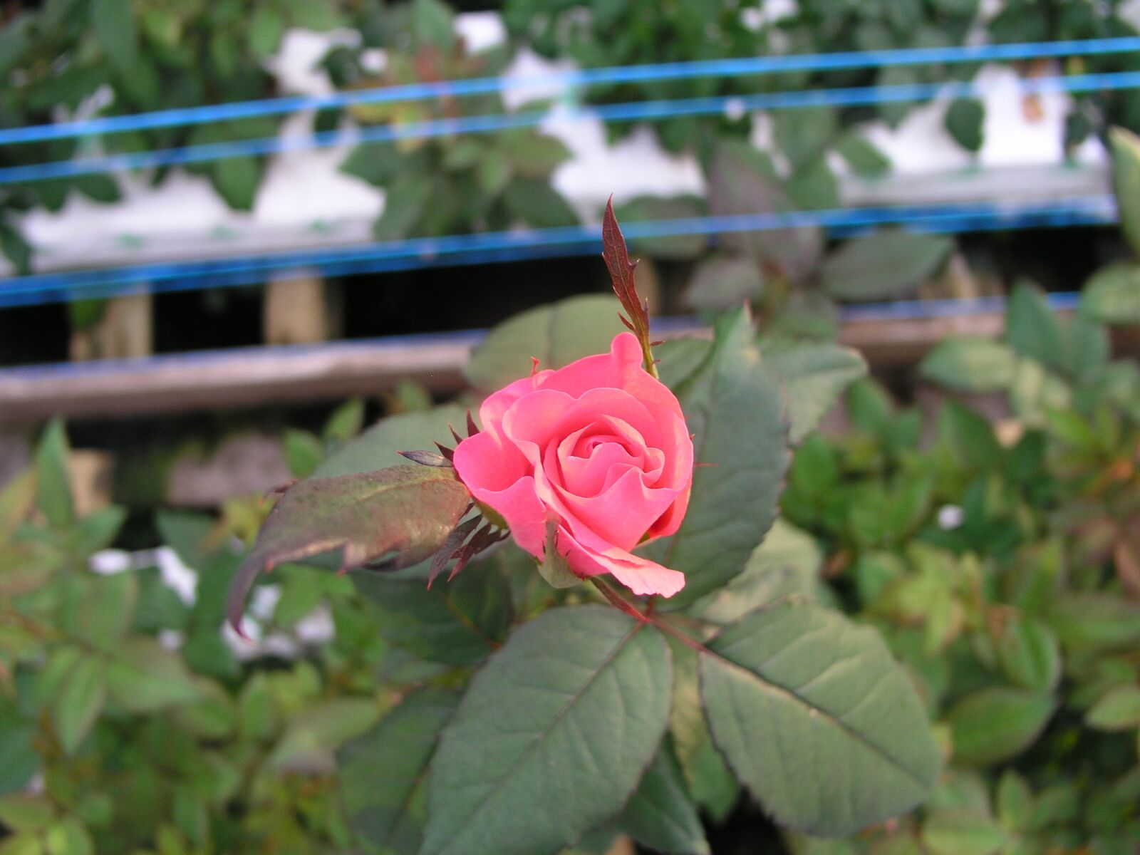 Olympus C5050Z sample photo. Rose, flower, bloom photography