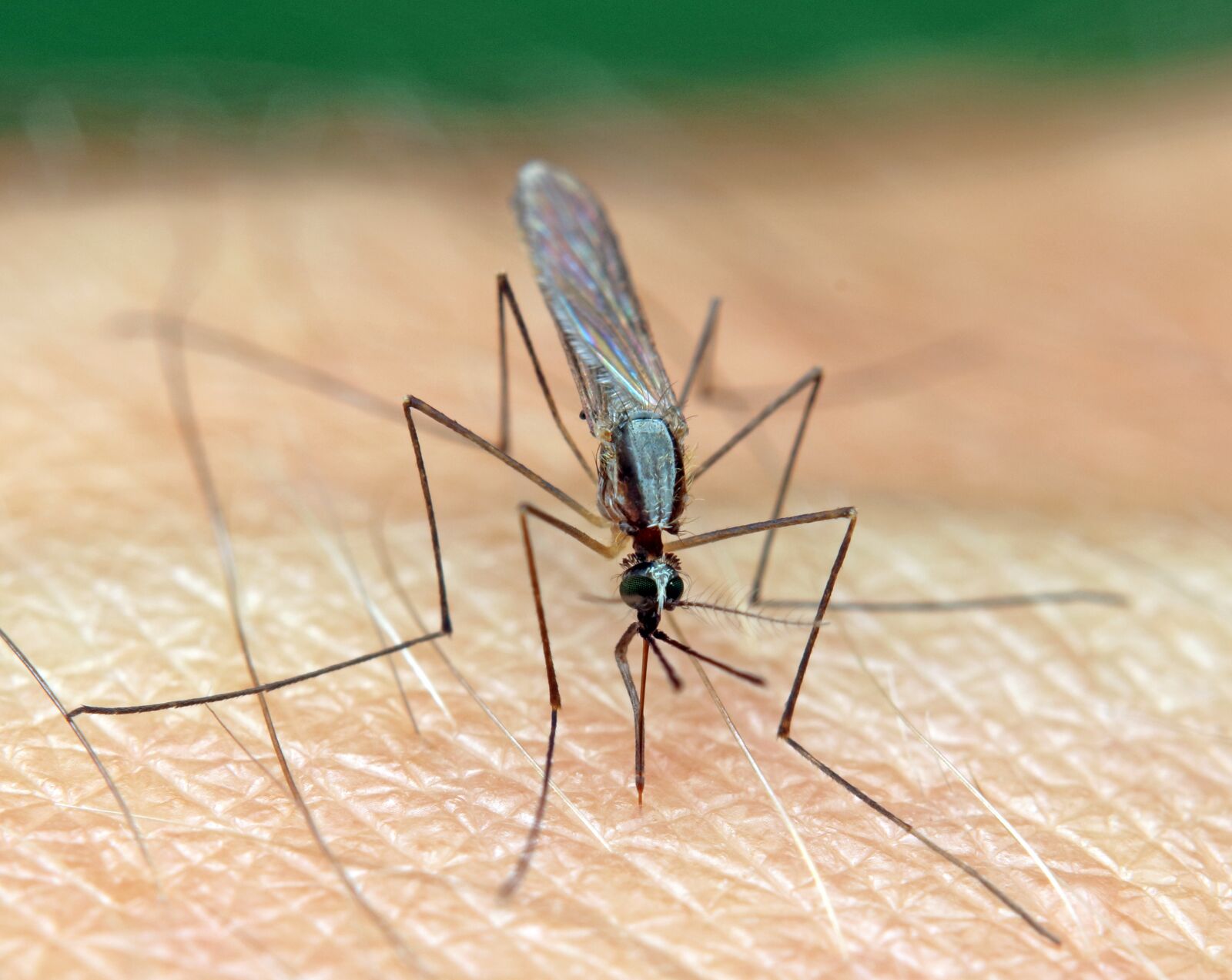 Canon EOS 80D sample photo. Mosquito, anopheles, biting photography