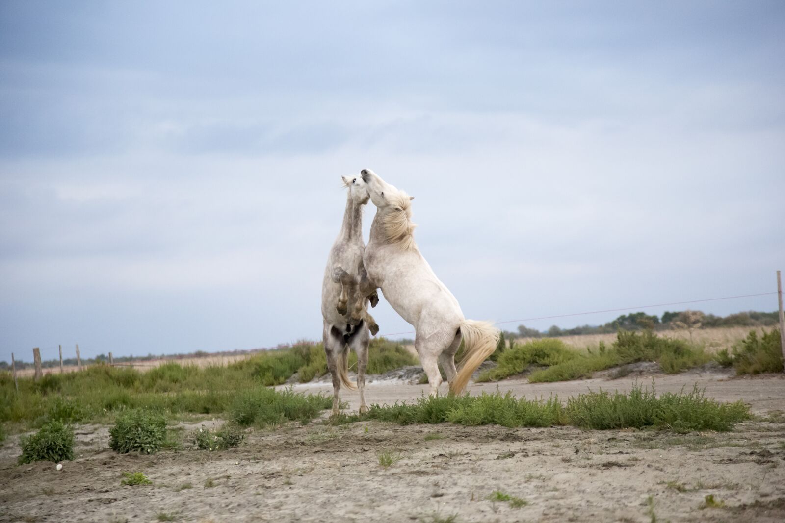 Canon EF 24-105mm F4L IS USM sample photo. Horses, fighting, playing photography