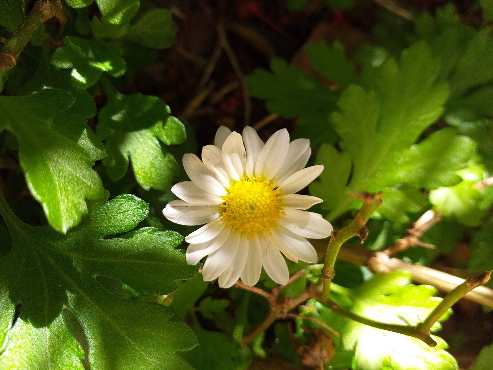 Samsung Galaxy J6+ sample photo. Margaret, flower, garden photography