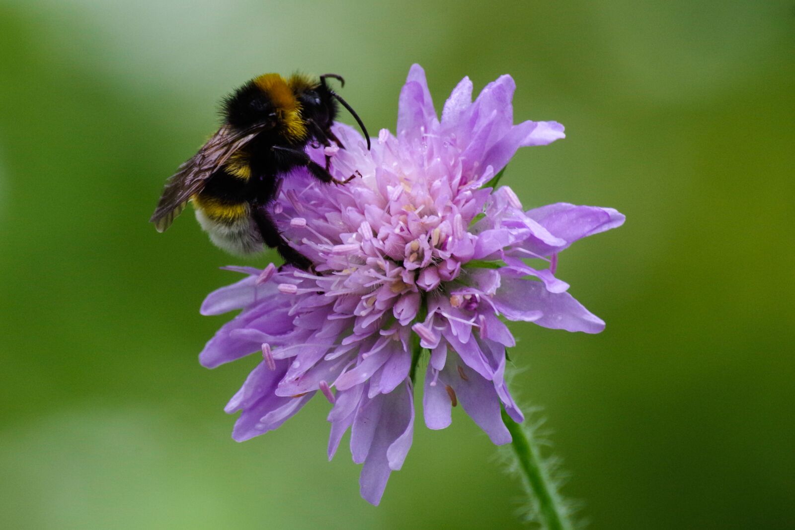 Pentax K-30 sample photo. Flower, bee, purple photography