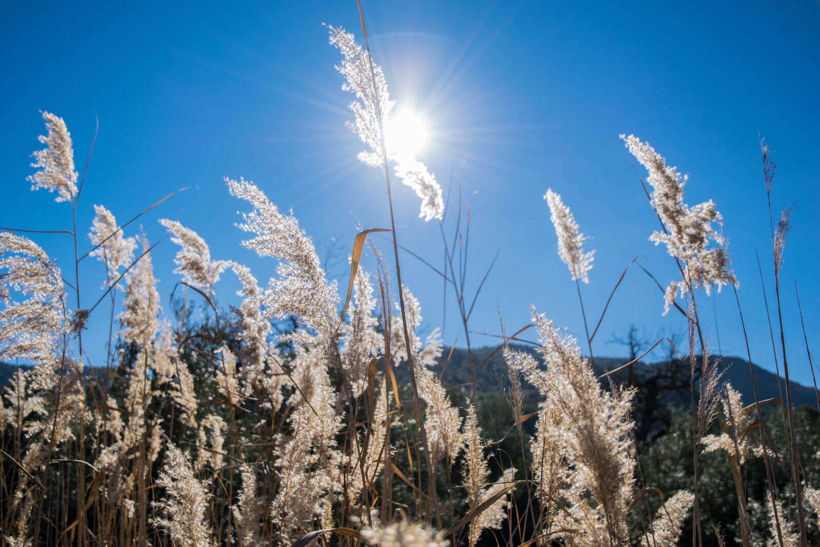 Nikon D5300 sample photo. Field, backlight, sun photography