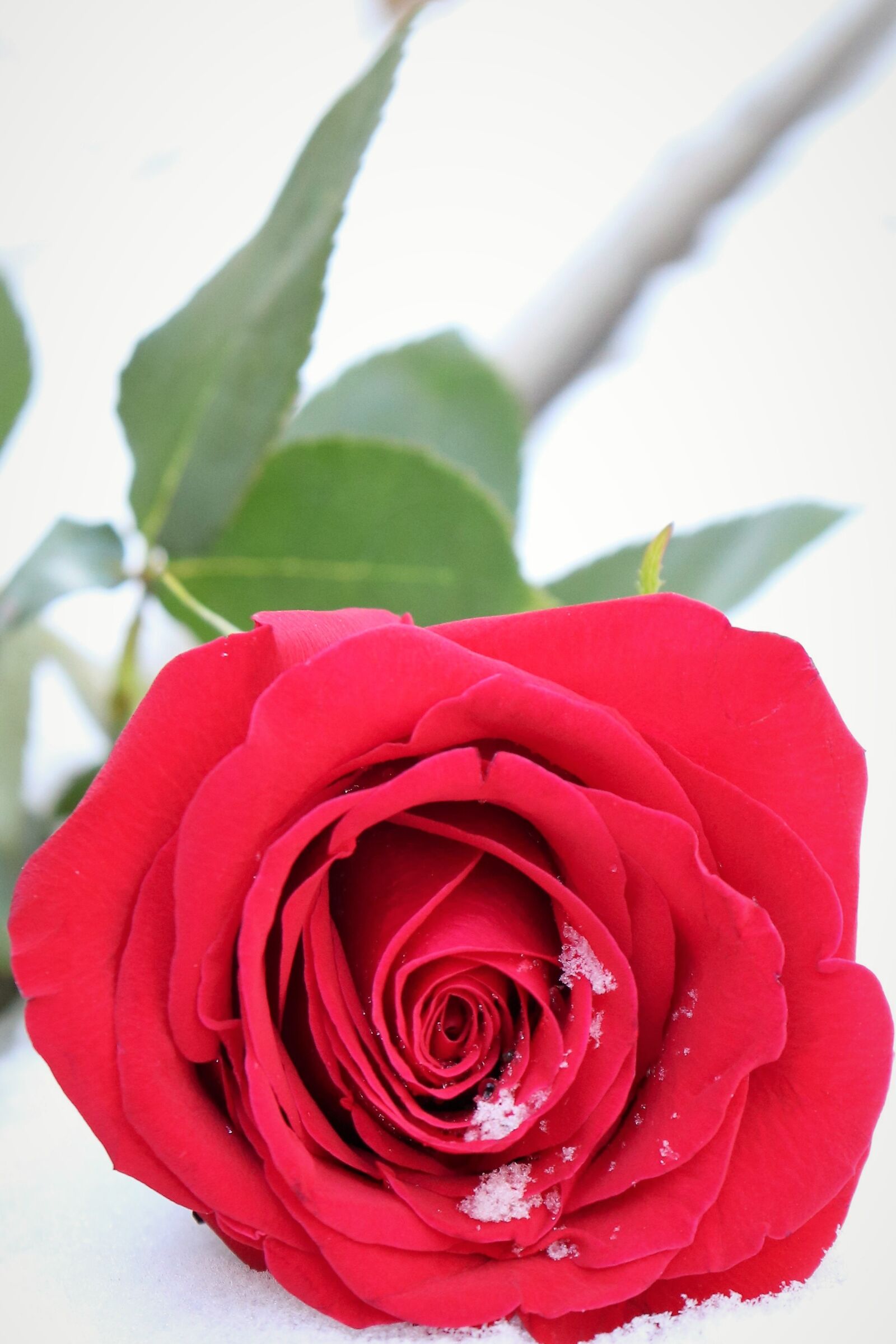 Canon EOS 200D (EOS Rebel SL2 / EOS Kiss X9) sample photo. Red rose in snow photography