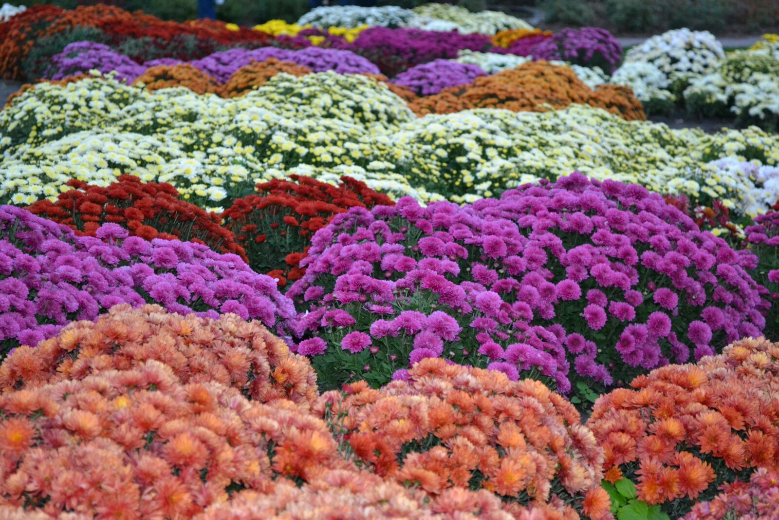Nikon D3100 sample photo. Flowers, flower glade, flower photography