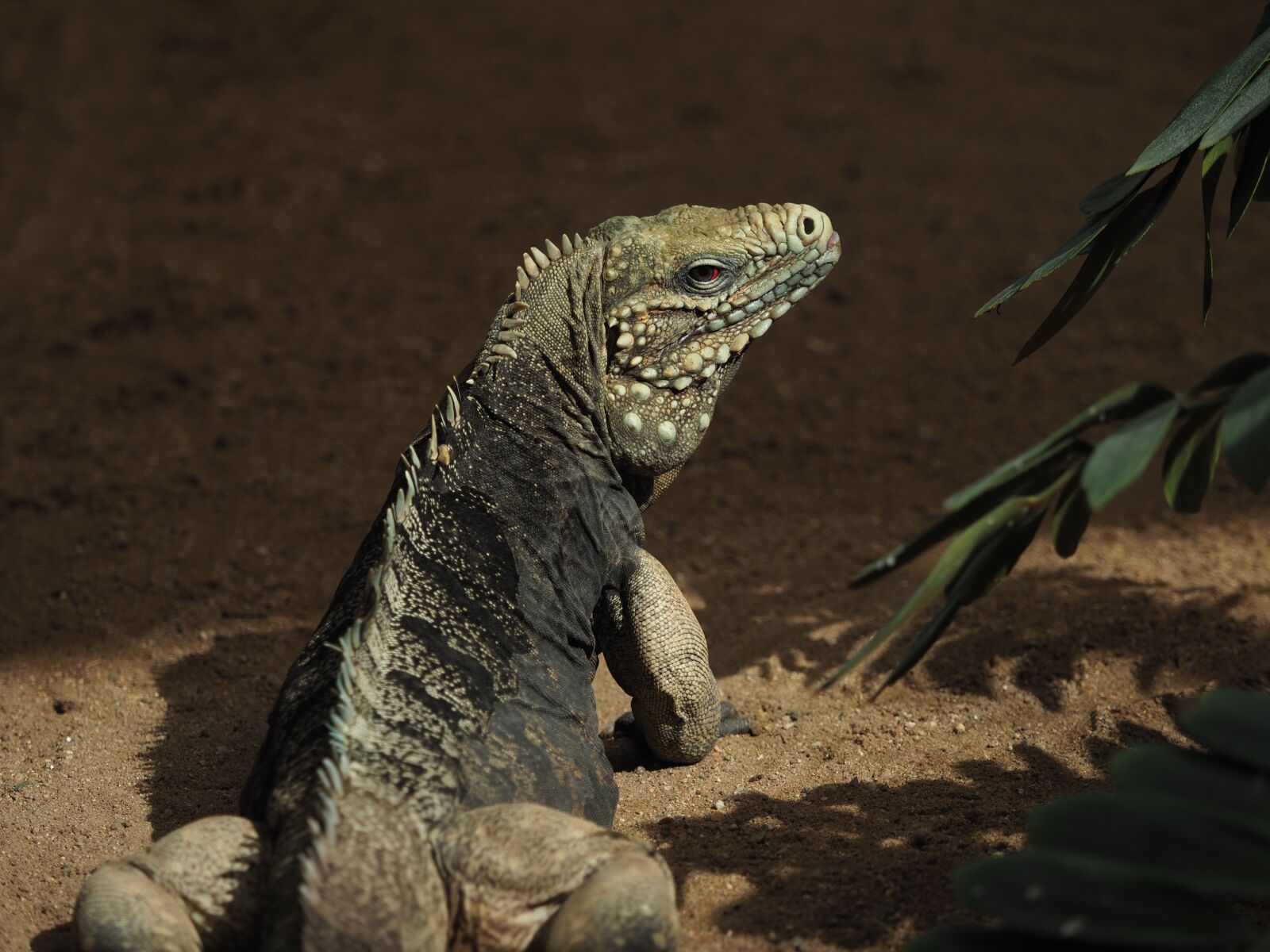 Olympus OM-D E-M1 Mark II + Olympus M.Zuiko Digital ED 40-150mm F2.8 Pro sample photo. Animal, reptile, lizard photography
