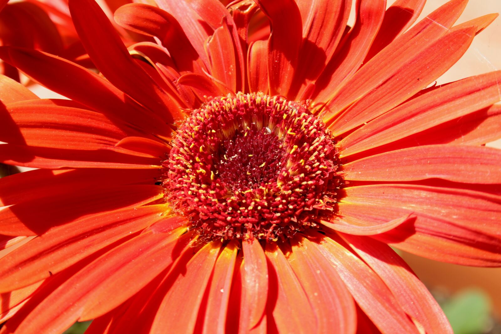 Canon EOS 1300D (EOS Rebel T6 / EOS Kiss X80) sample photo. Flower, red, plant photography