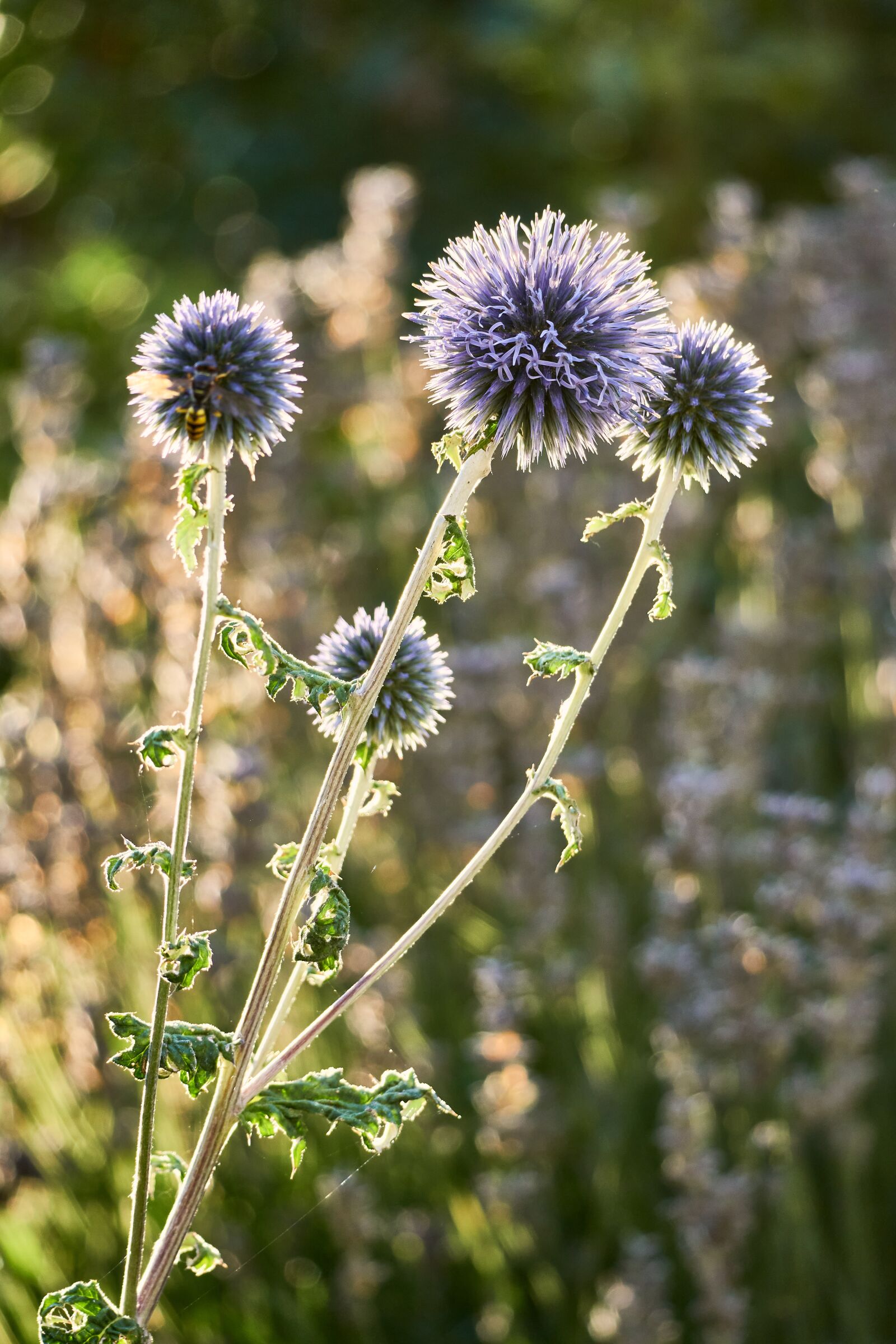 Sony E 70-350mm F4.5-6.3 G OSS sample photo. Thistle, blossom, bloom photography