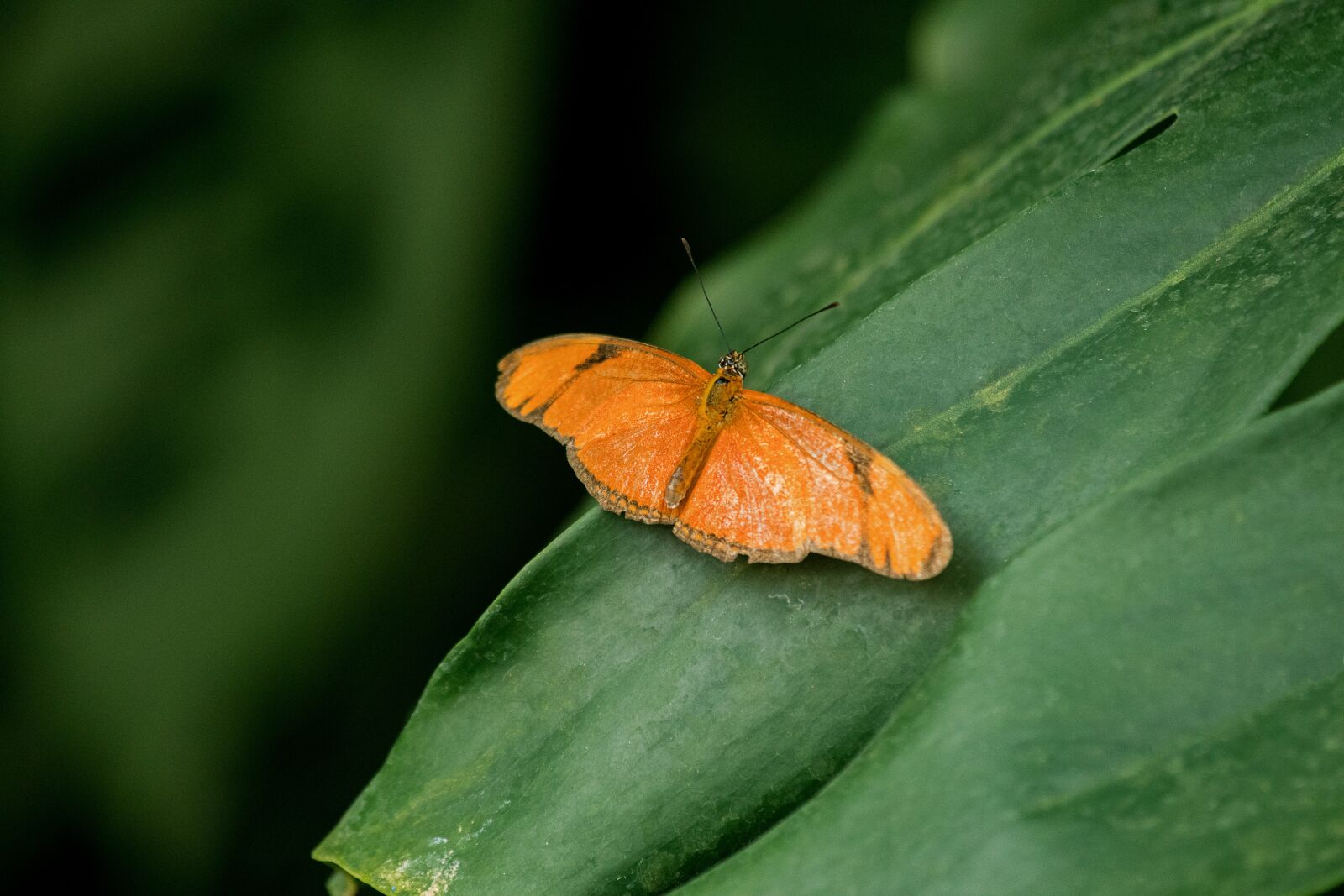 Canon EF 70-300mm F4-5.6 IS USM sample photo. Butterfly, insect, exotic photography