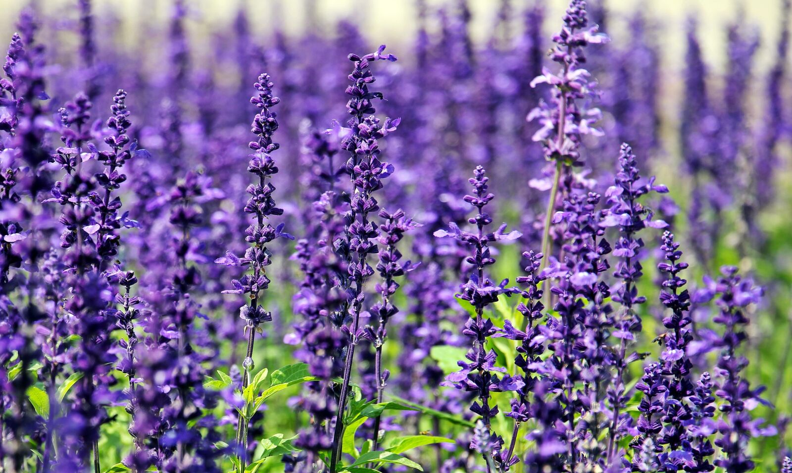Canon EOS 550D (EOS Rebel T2i / EOS Kiss X4) sample photo. Sage, flowers, purple flowers photography
