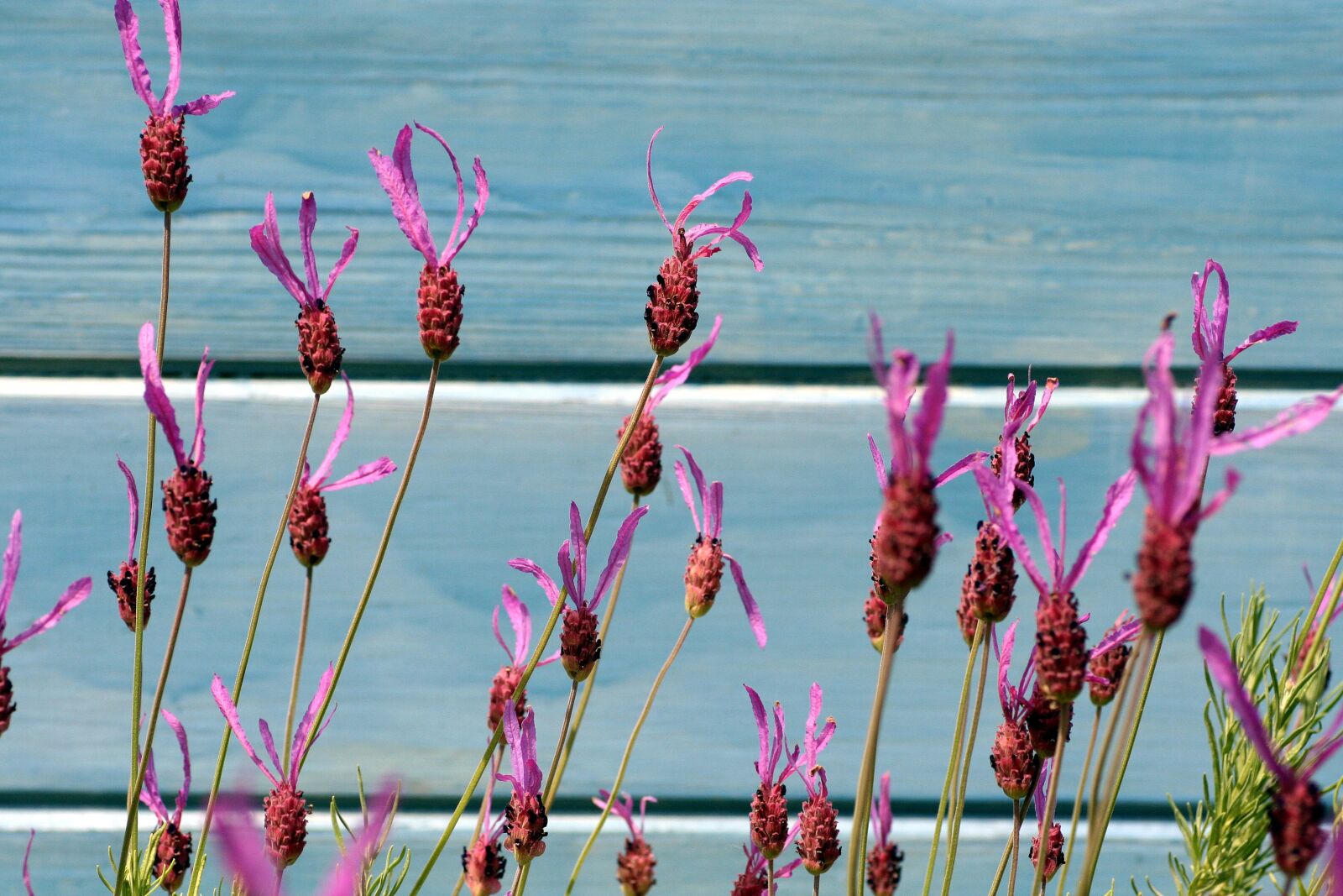 Canon EOS 350D (EOS Digital Rebel XT / EOS Kiss Digital N) sample photo. Lavender, flowers, provence photography