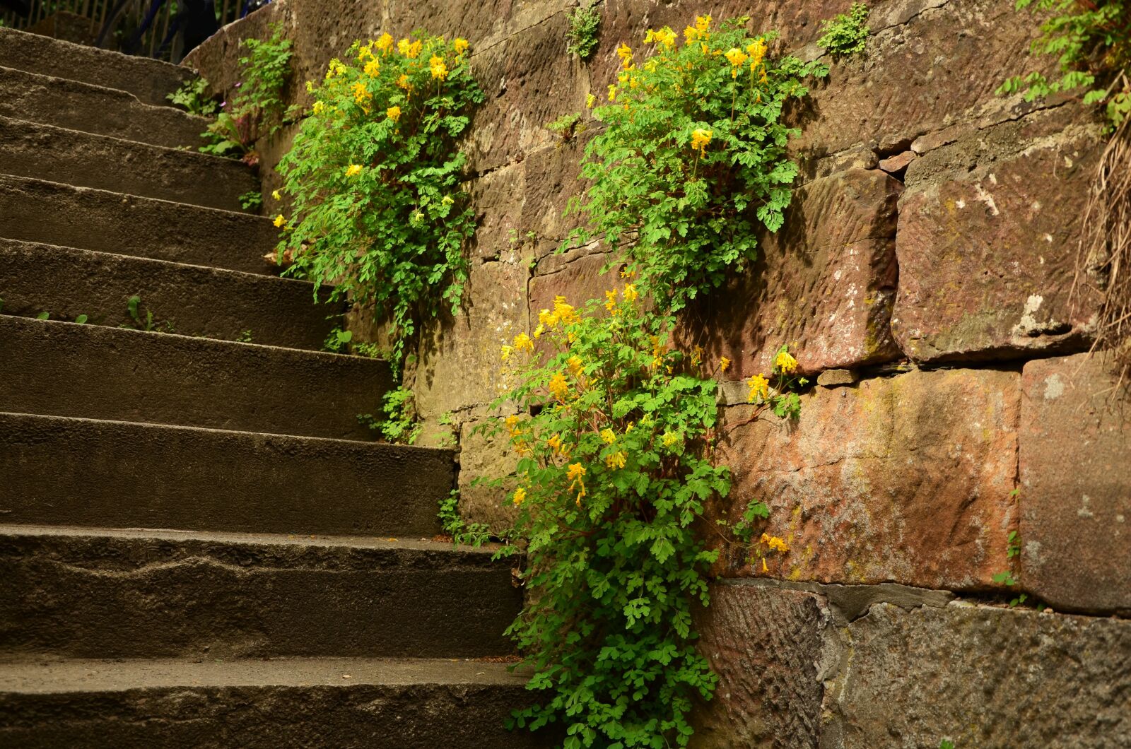 Nikon D5100 sample photo. Stairs, wall, stone photography