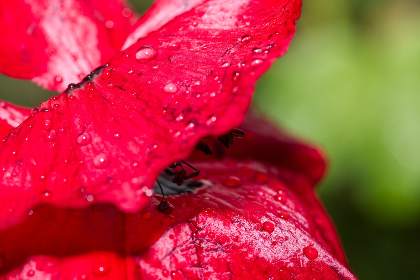Nikon D5500 sample photo. Poppy, blossom, bloom photography