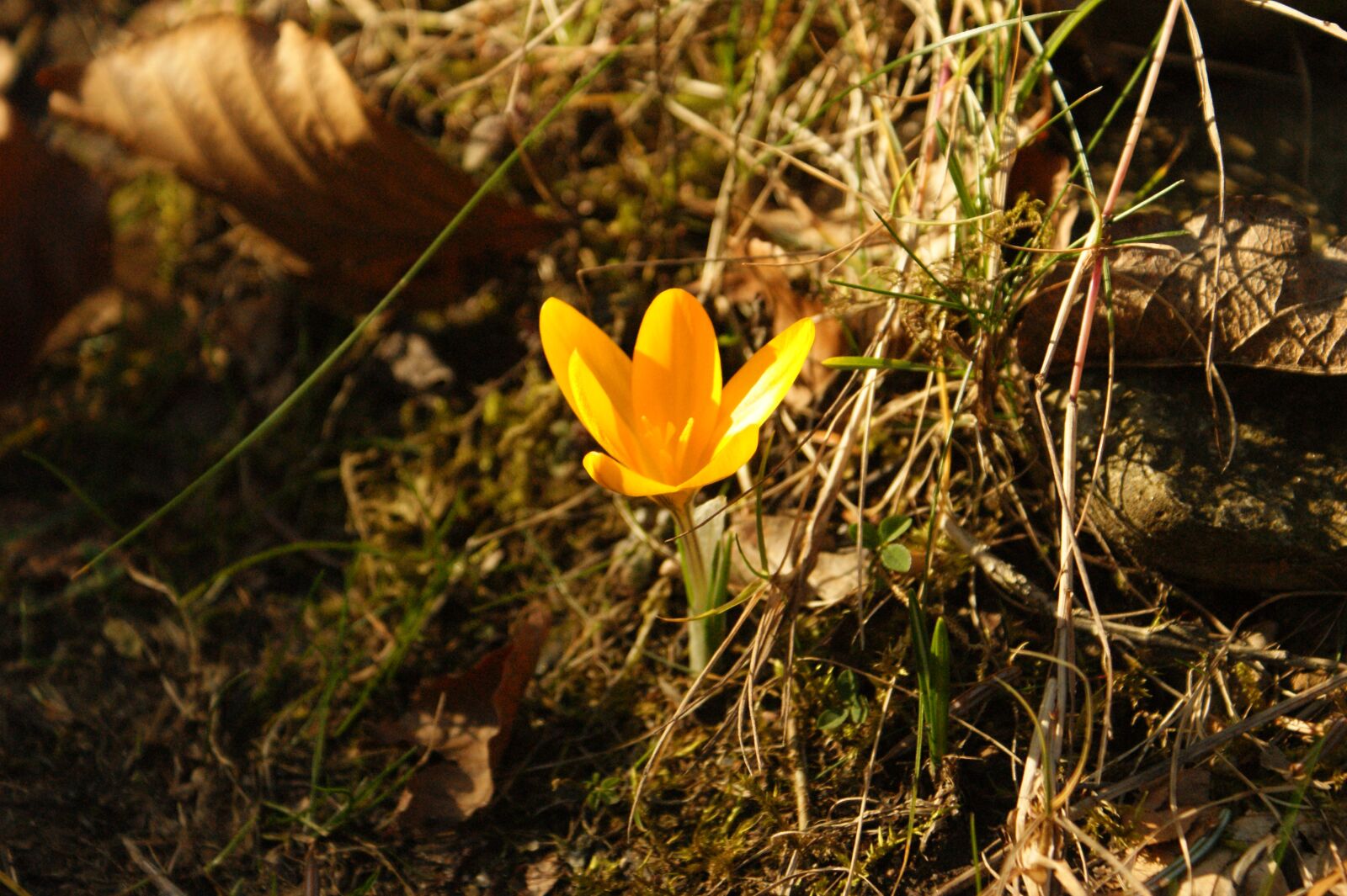 Sony Alpha DSLR-A350 sample photo. Flower, natural, bloom photography