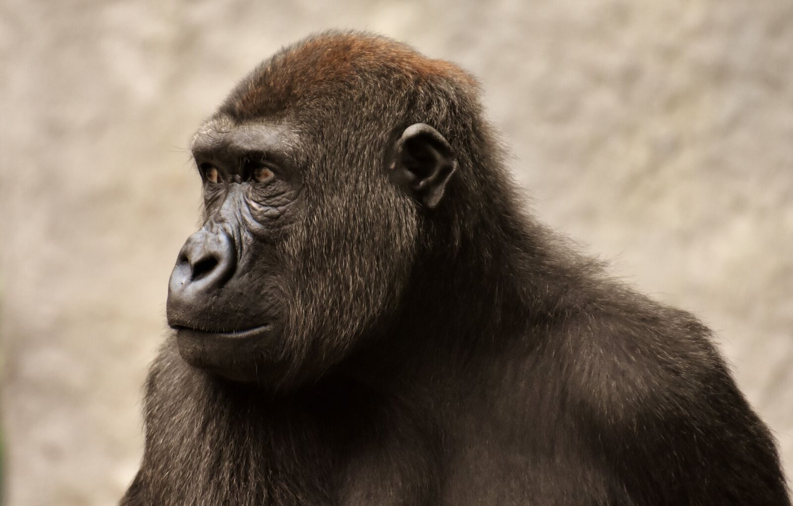 Nikon D7200 sample photo. Gorilla, monkey, ape photography