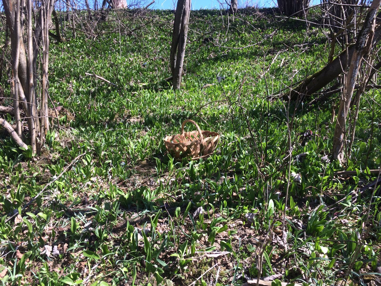 iPhone 5s back camera 4.15mm f/2.2 sample photo. Spring, nature, garlic photography
