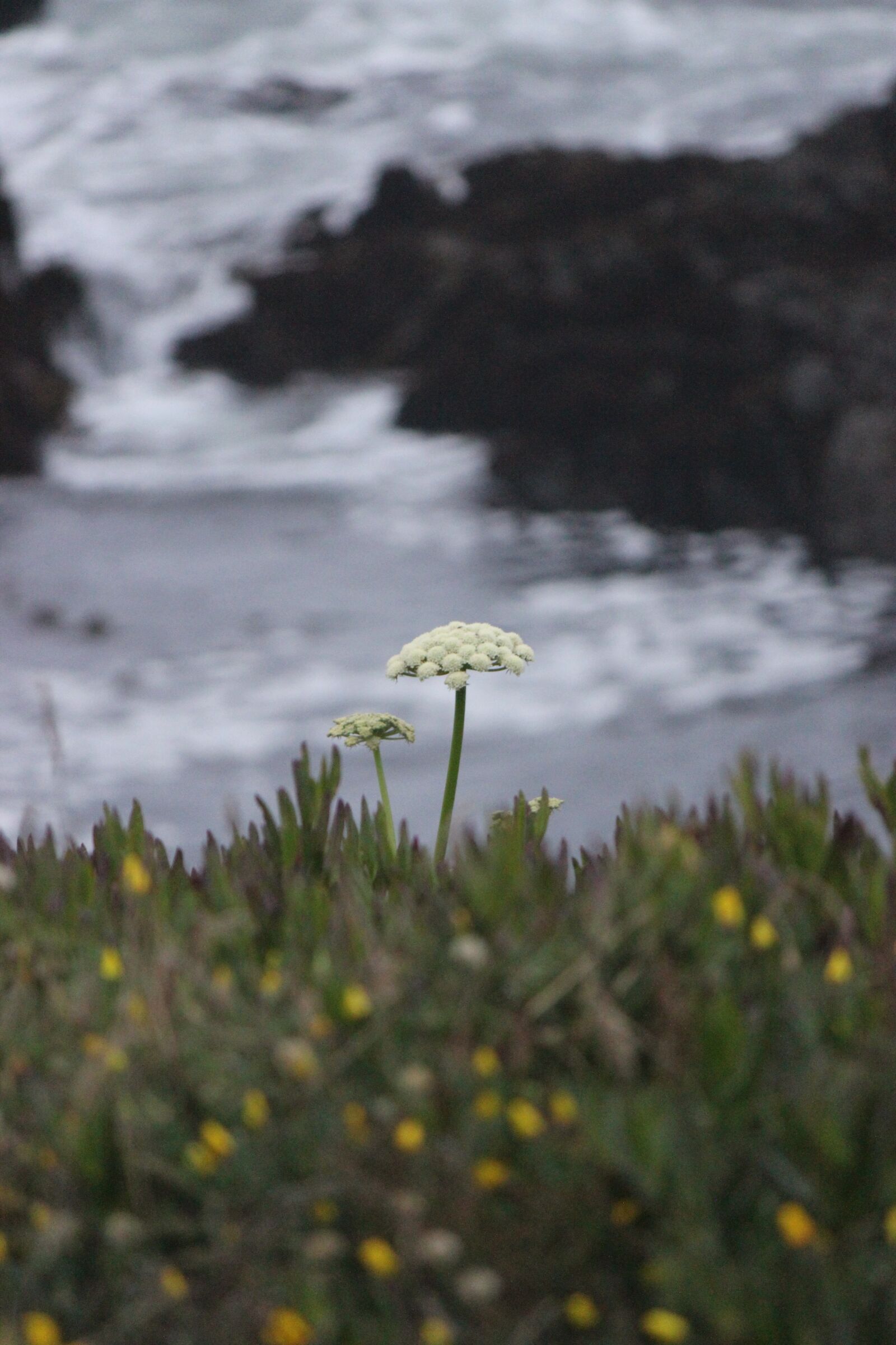 Canon EOS 600D (Rebel EOS T3i / EOS Kiss X5) sample photo. Flower, bloom, ocean photography