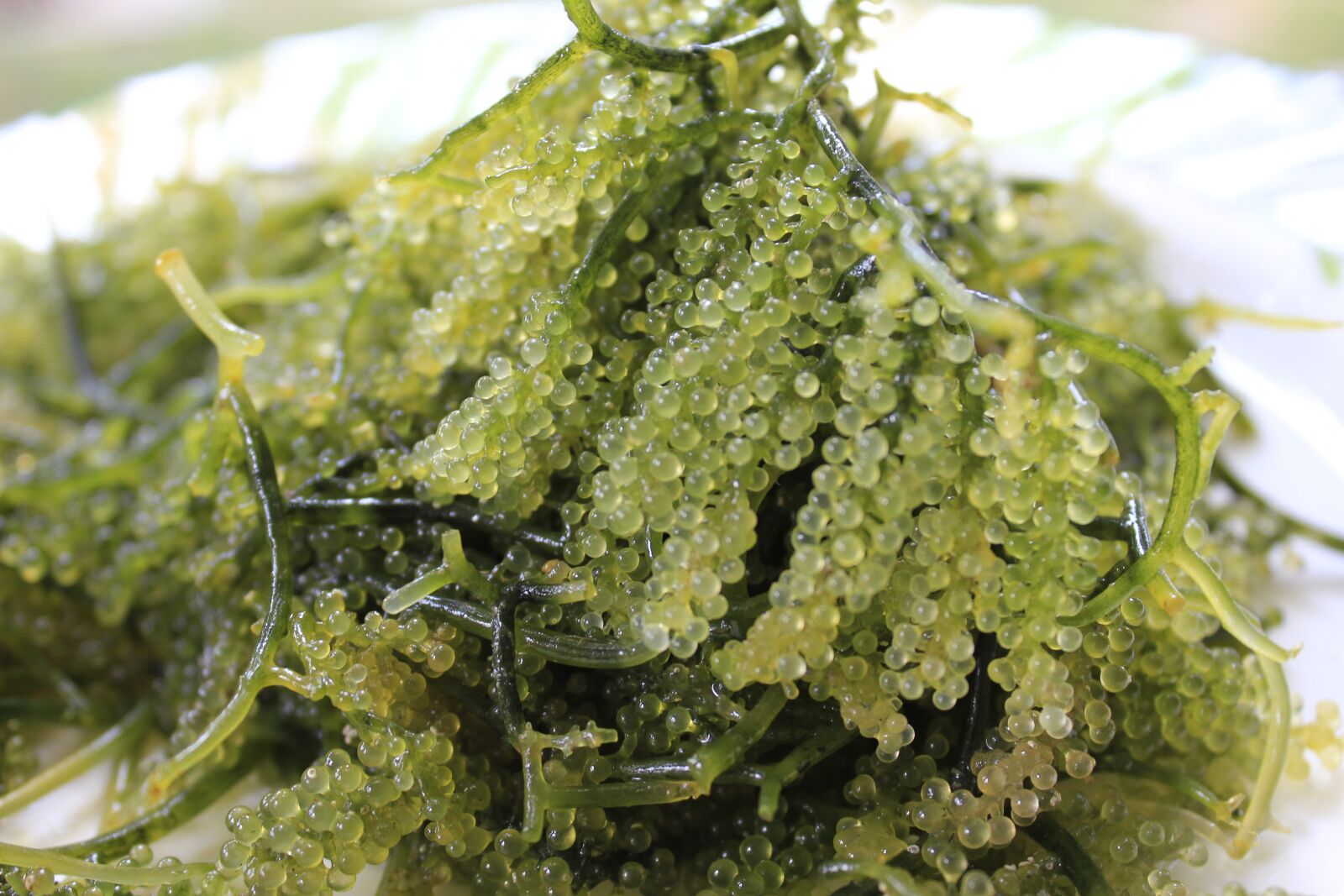 Canon EOS 550D (EOS Rebel T2i / EOS Kiss X4) sample photo. Sea grapes, sea weeds photography