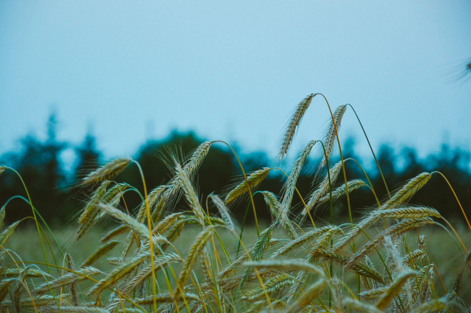 Nikon D3200 sample photo. Field, agriculture, wheat photography