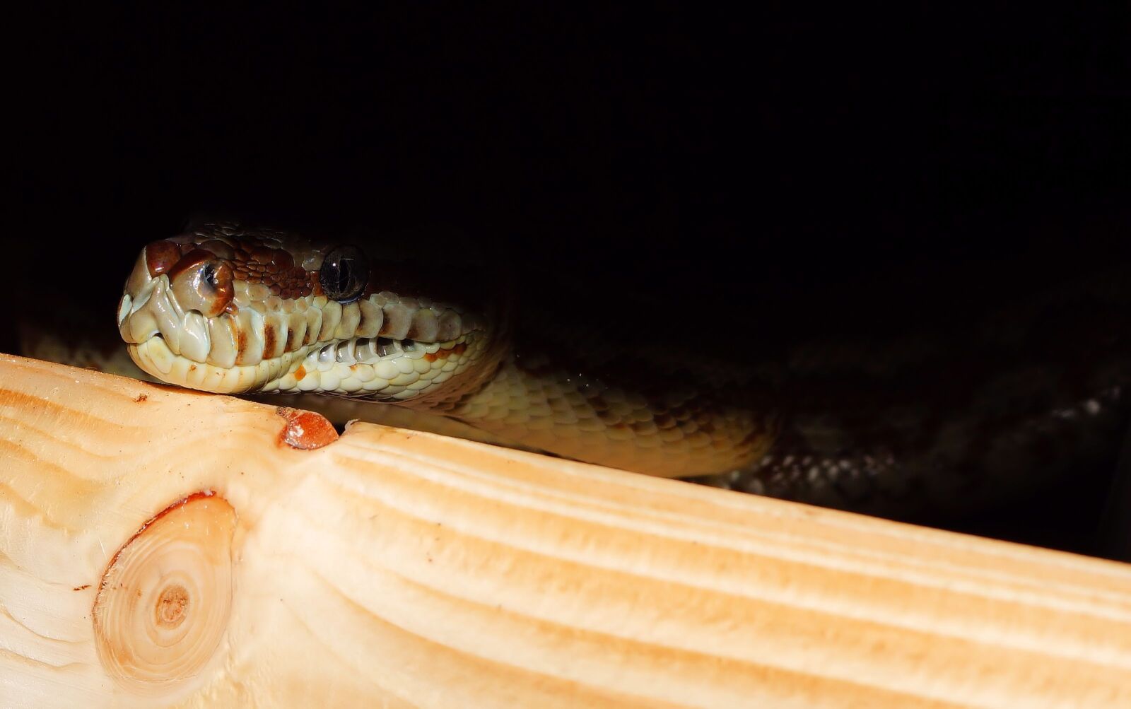 Sony SLT-A58 + Sony DT 30mm F2.8 Macro SAM sample photo. Snake, python, carpet python photography