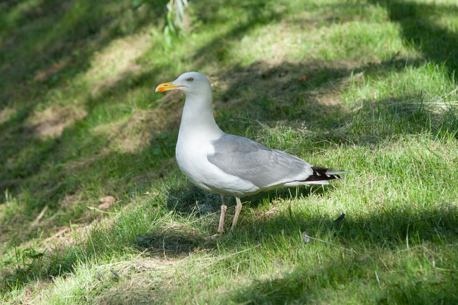 Nikon D700 sample photo. Seagull, bird, nature photography