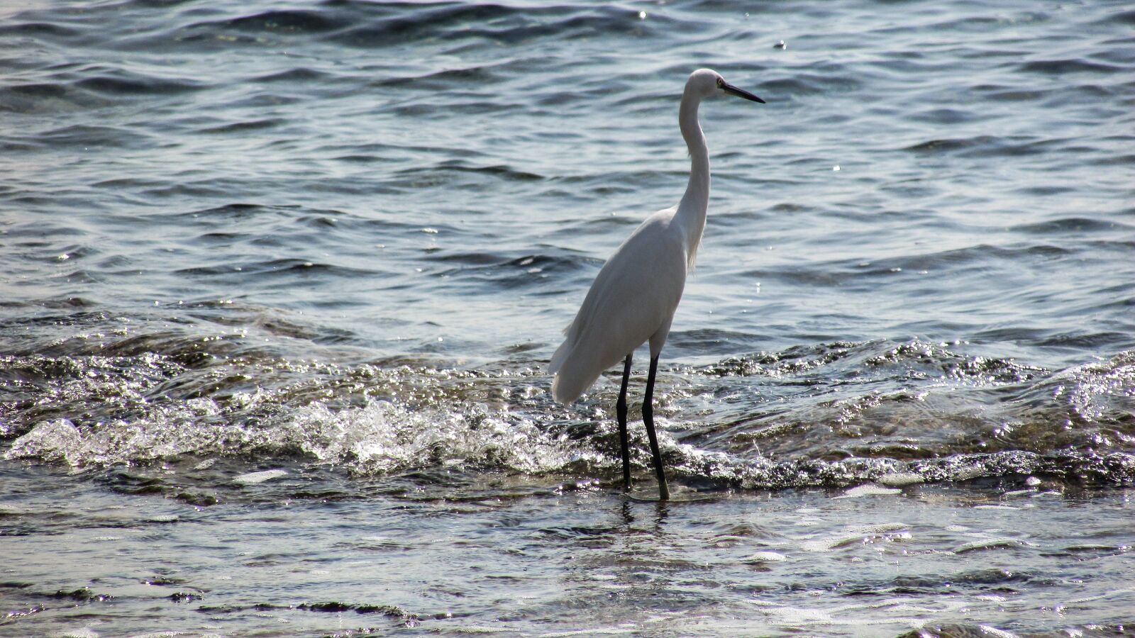 Canon PowerShot SX400 IS sample photo. Heron, bird, animal photography
