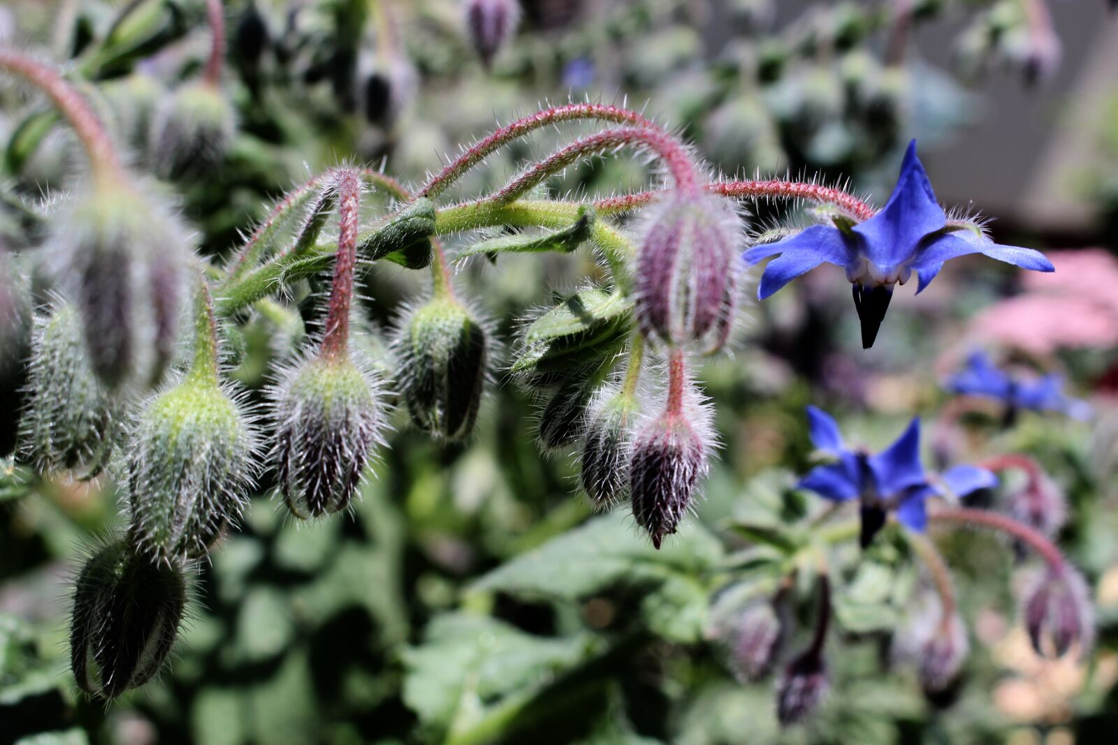 Canon EOS 700D (EOS Rebel T5i / EOS Kiss X7i) sample photo. Borage, cucumber herb, kukumerkraut photography