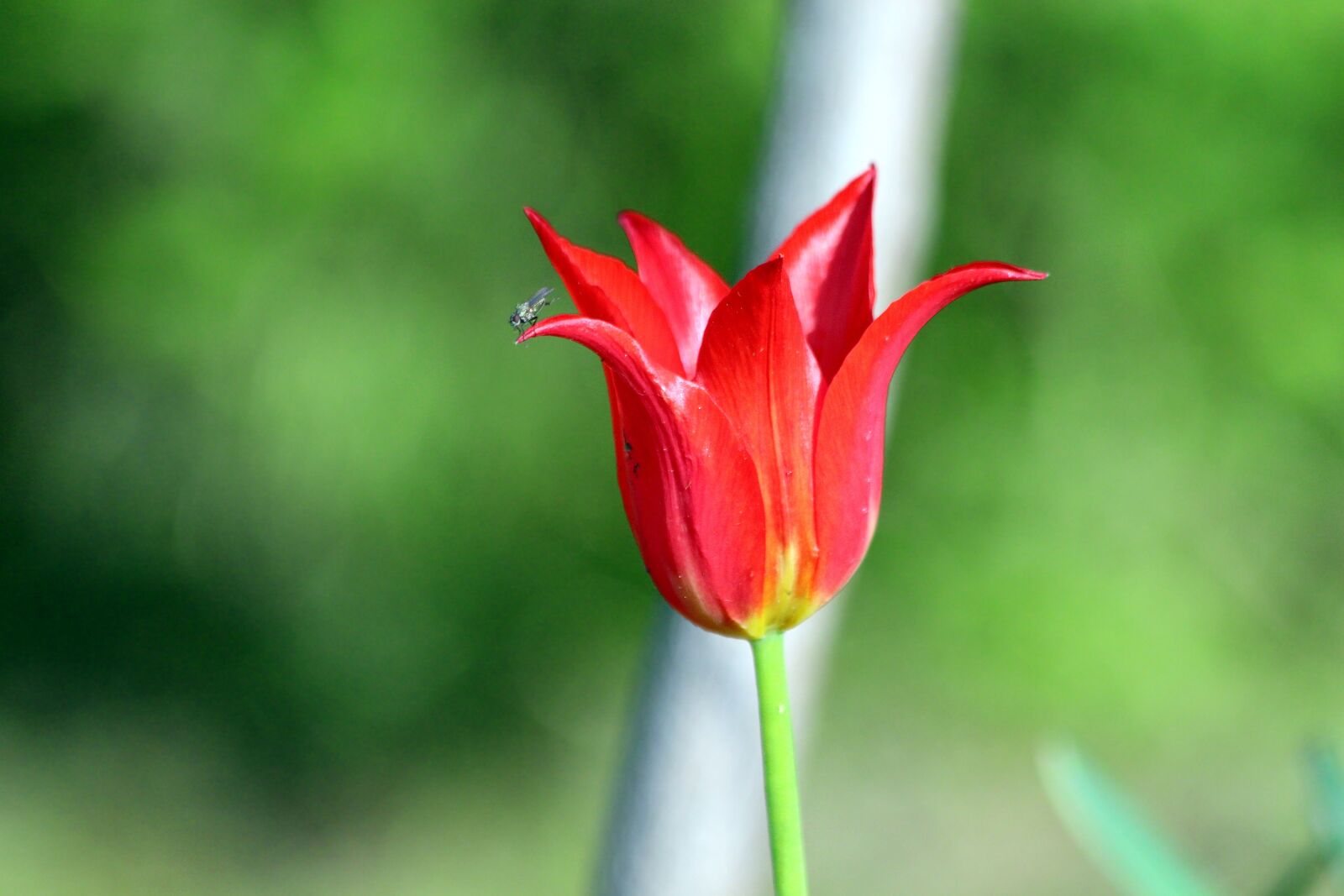 Canon EOS 650D (EOS Rebel T4i / EOS Kiss X6i) sample photo. Tulip, red tulip, nature photography