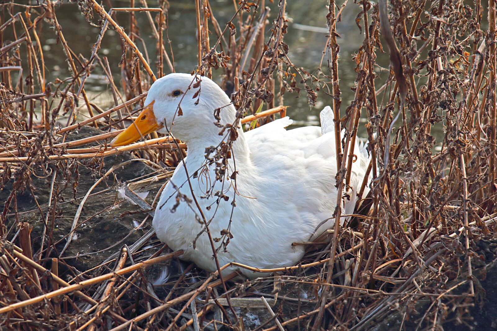 Canon EF-S 18-135mm F3.5-5.6 IS USM sample photo. Goose, spring, animals photography