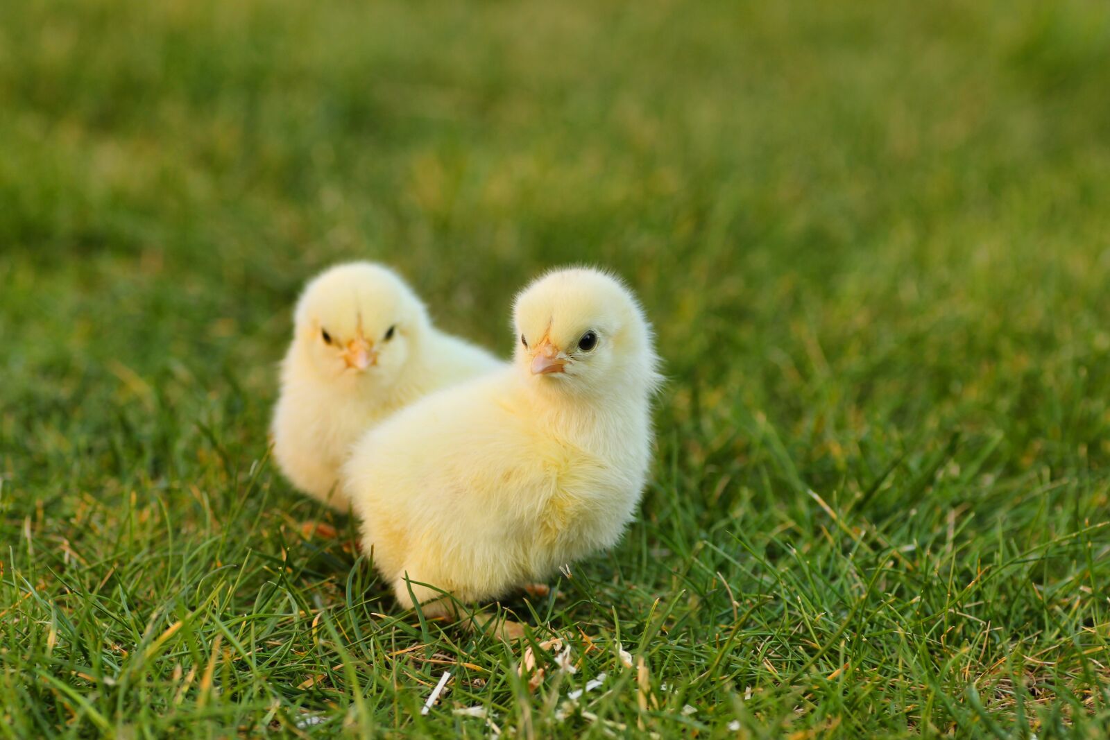 Tamron SP 90mm F2.8 Di VC USD 1:1 Macro sample photo. Chicks, easter chick, easter photography