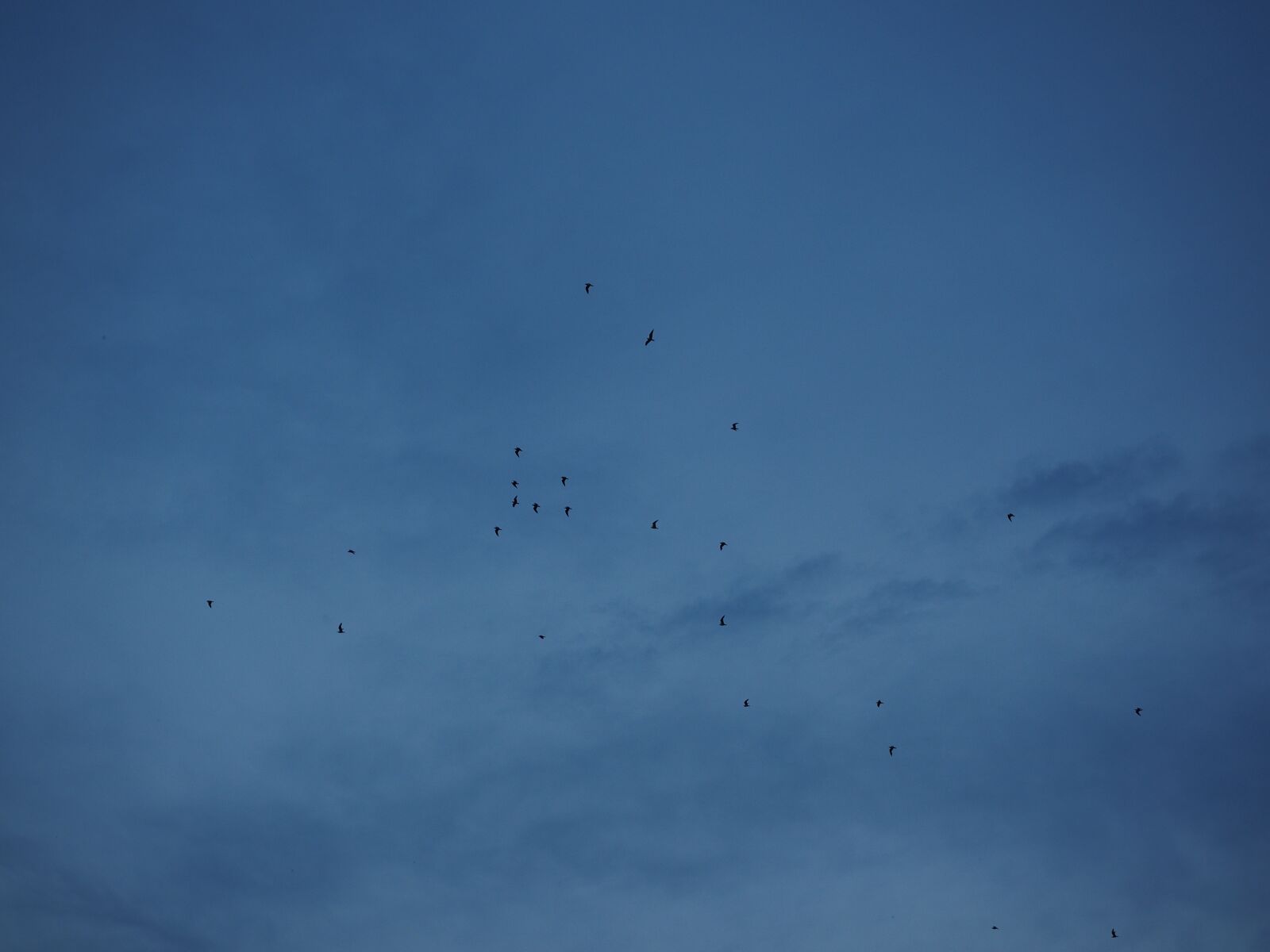 Olympus OM-D E-M1 + Olympus M.Zuiko Digital ED 12-40mm F2.8 Pro sample photo. Swarm, flock of birds photography