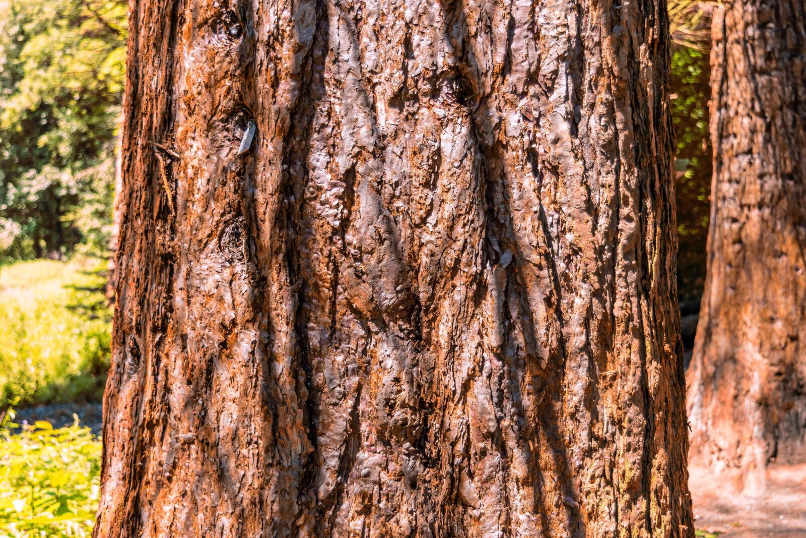 Nikon D3300 sample photo. Tree bark, wood, nature photography