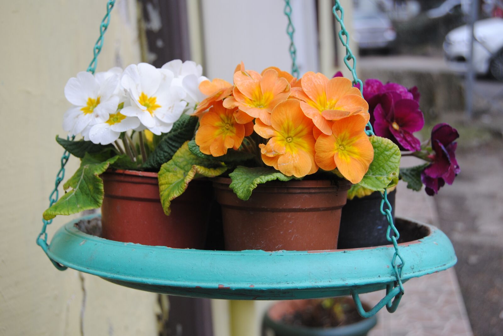 Nikon D3000 sample photo. Flower, white, yellow photography
