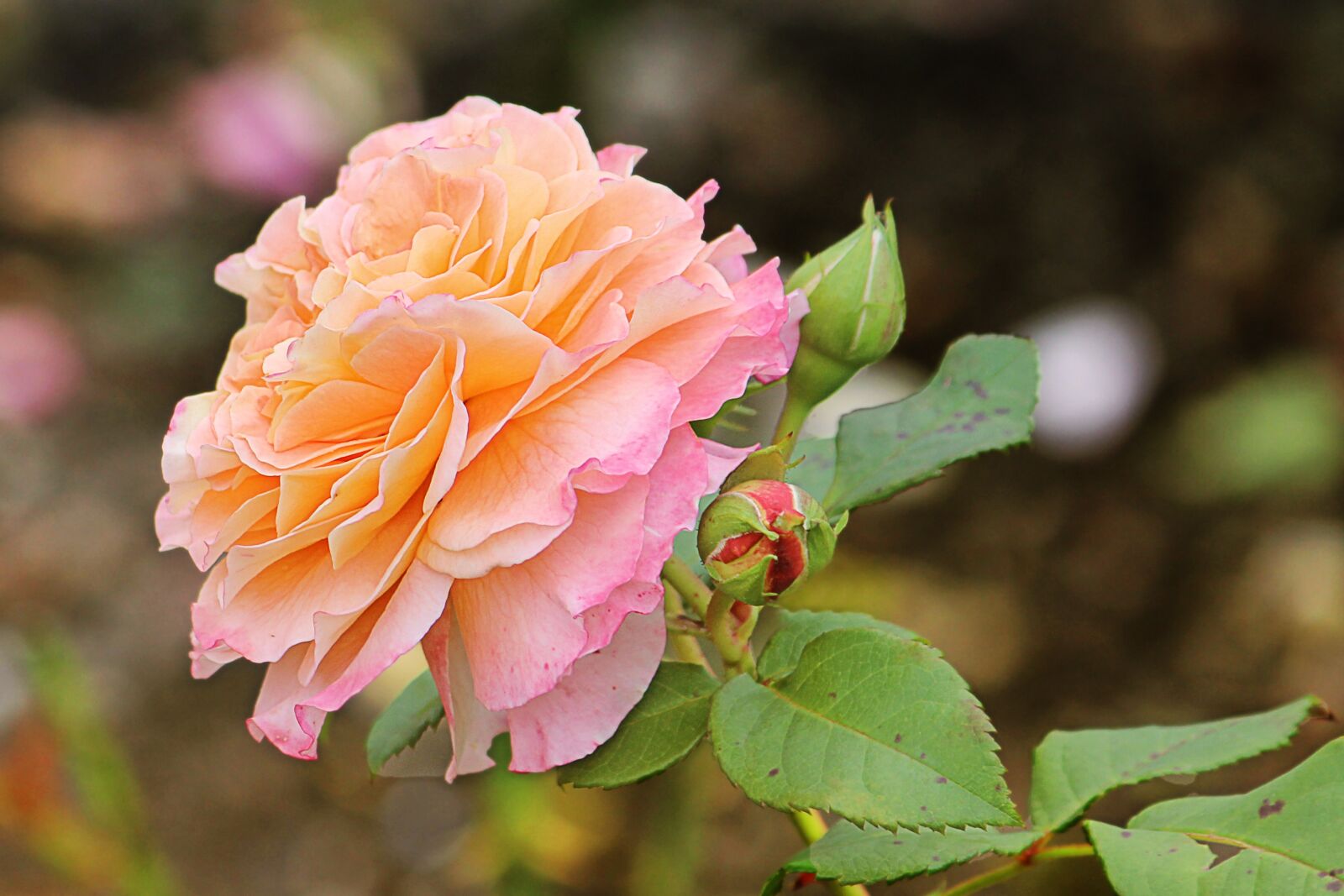 Canon EOS 600D (Rebel EOS T3i / EOS Kiss X5) sample photo. Rose, orange red, blossom photography