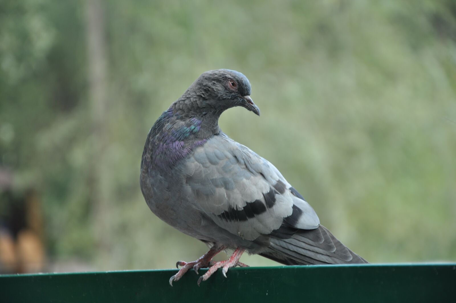 Nikon D90 sample photo. Dove, bird, pigeons photography