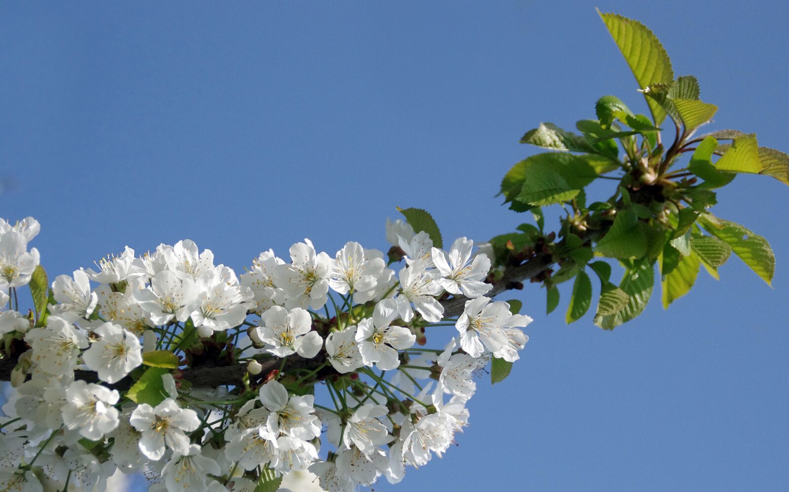 Pentax K-5 sample photo. Cherry, flowers, white photography